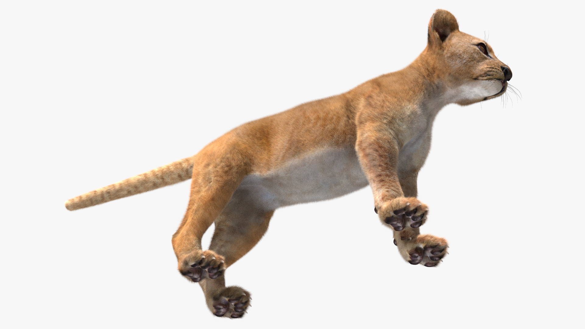 Lion Cub Fur 3D