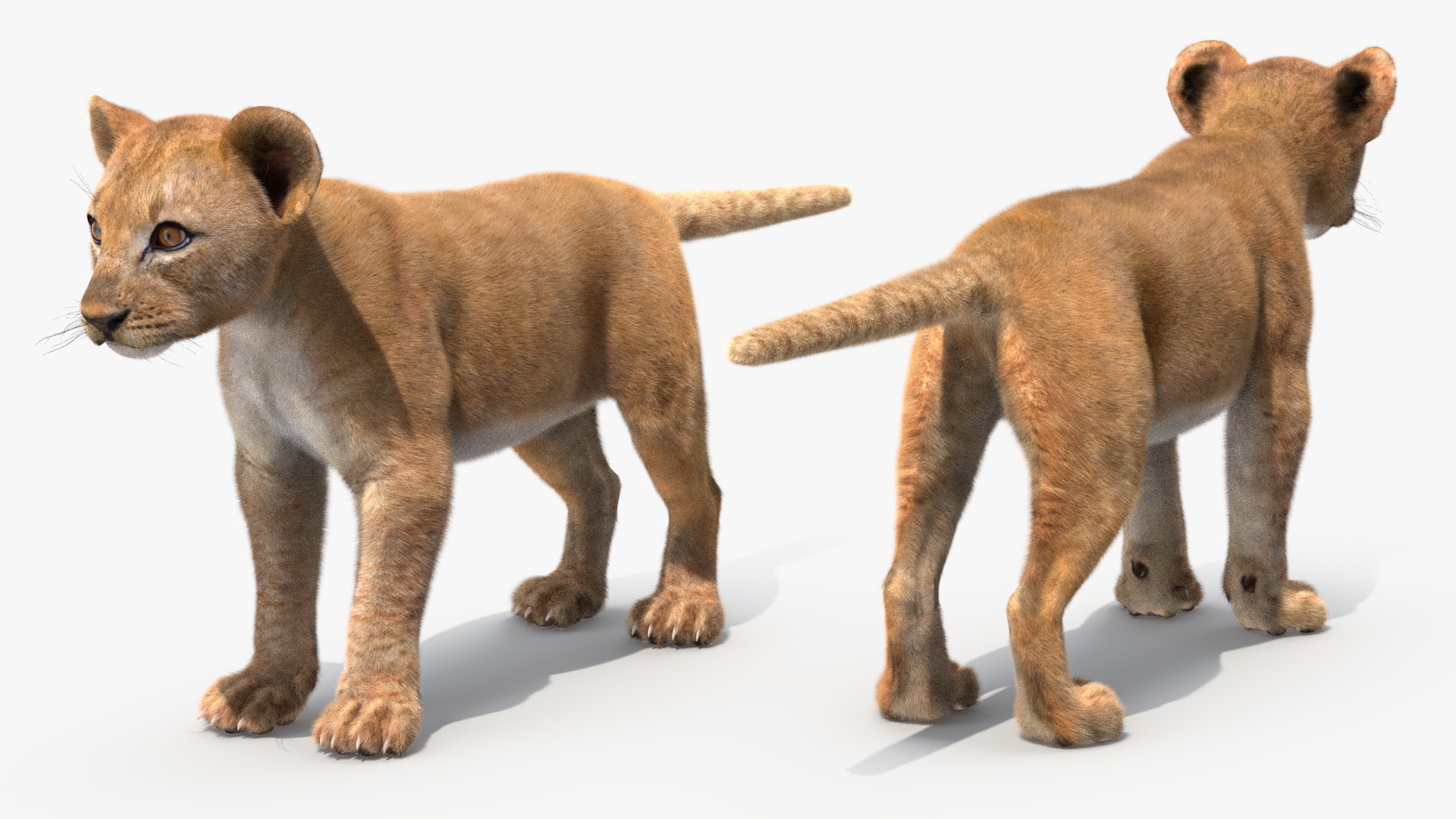 Lion Cub Fur 3D