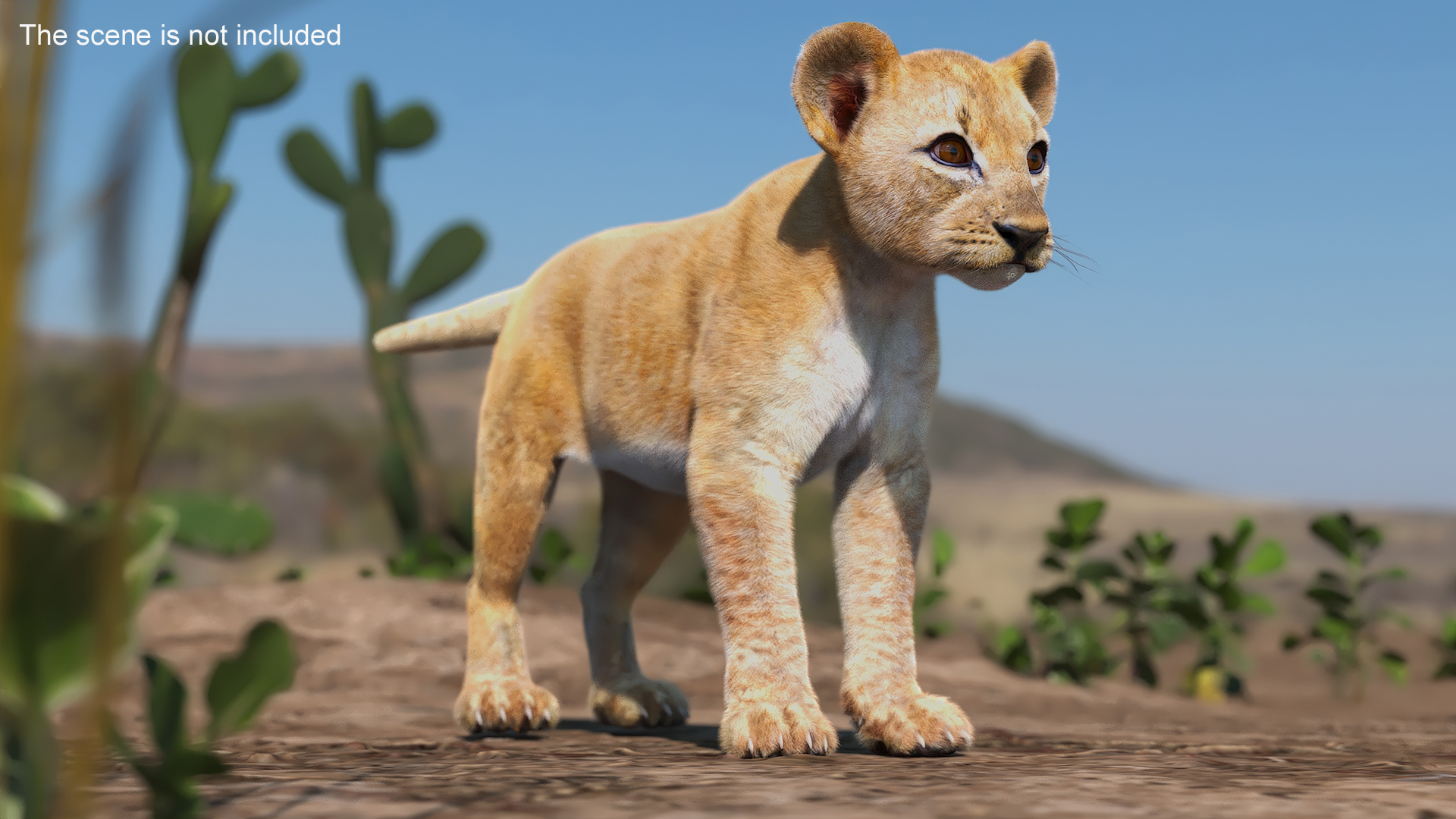 Lion Cub Fur 3D