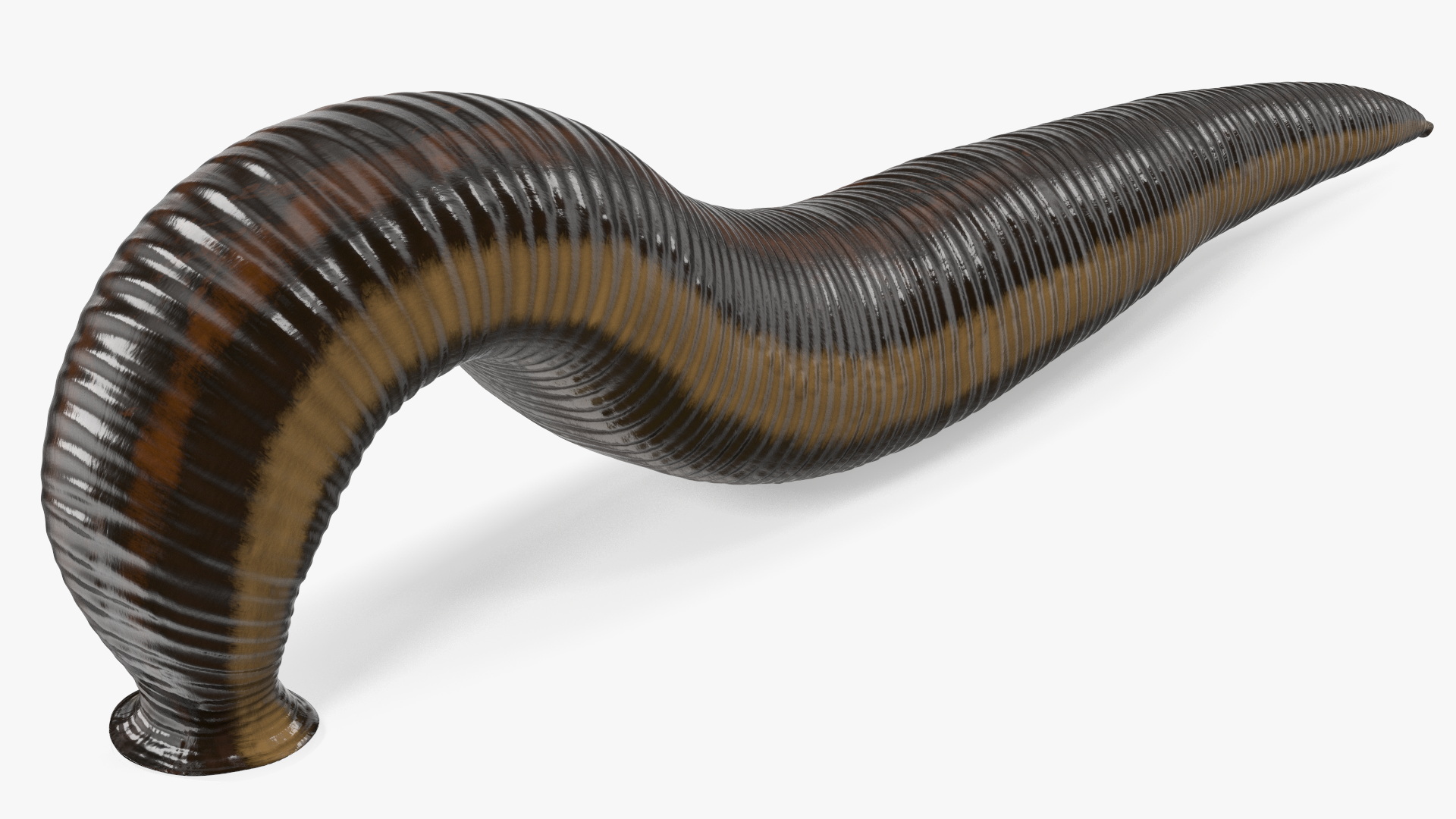 3D European Medicinal Leech Crawling model