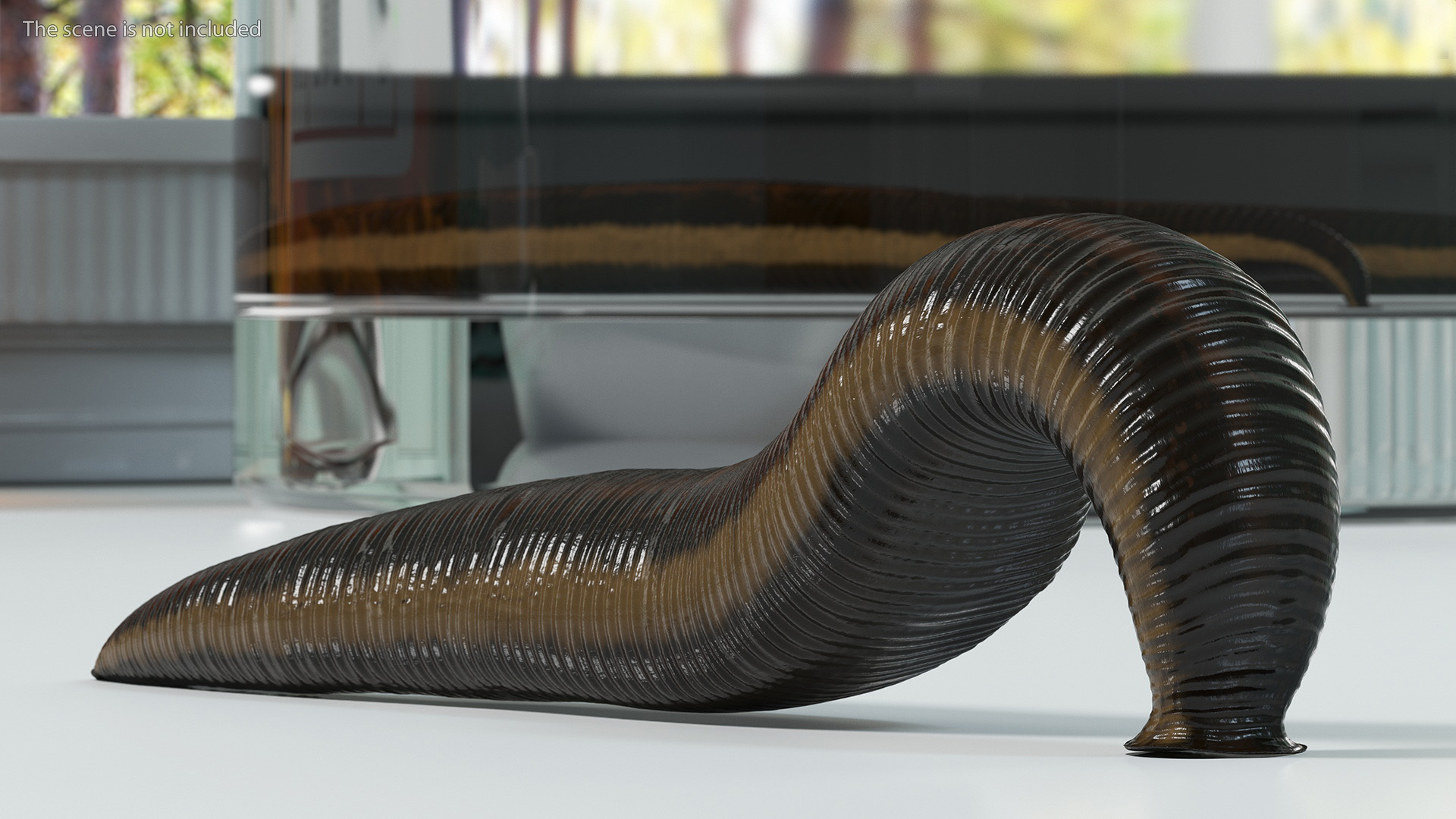 3D European Medicinal Leech Crawling model