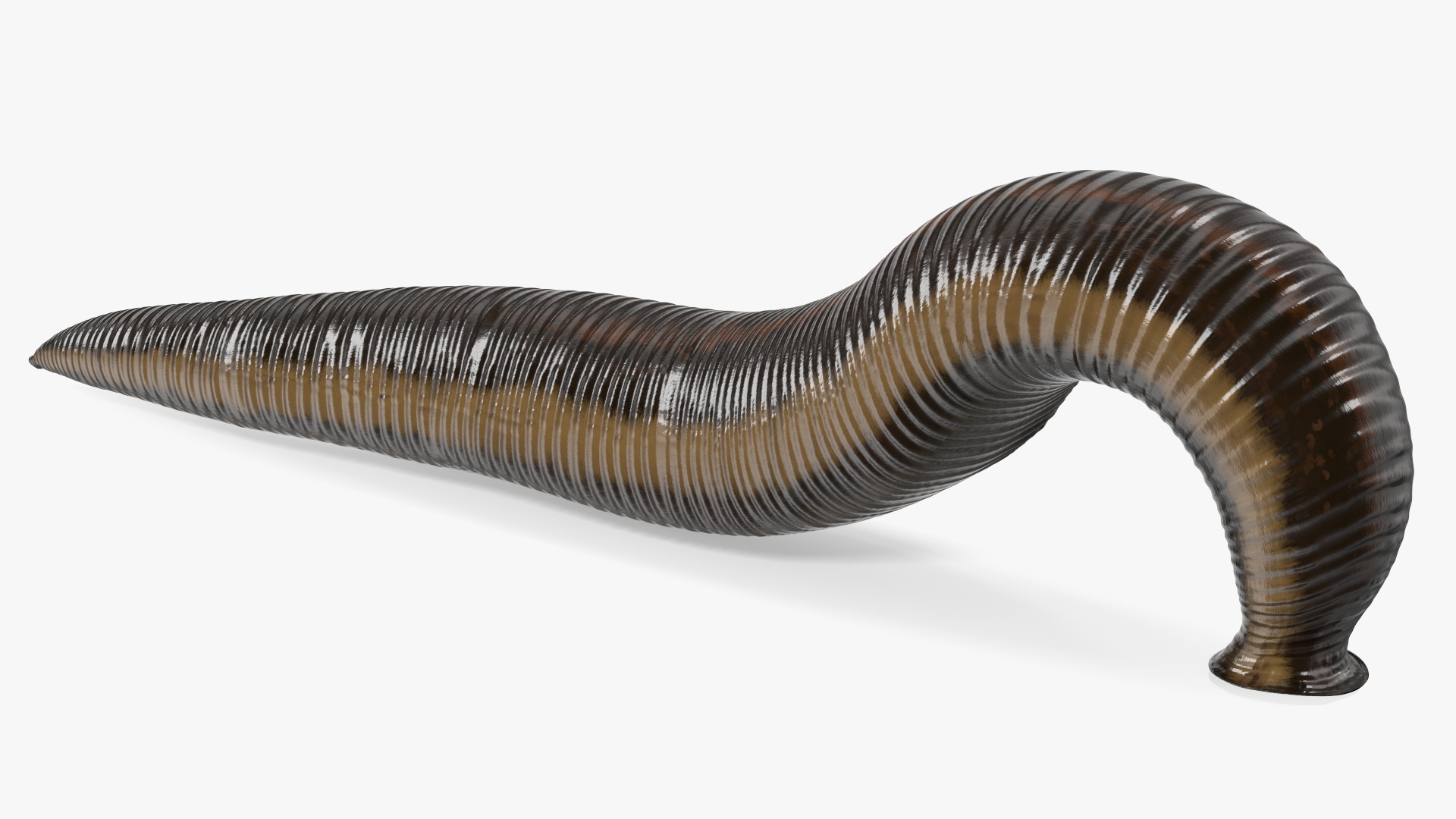 3D European Medicinal Leech Crawling model