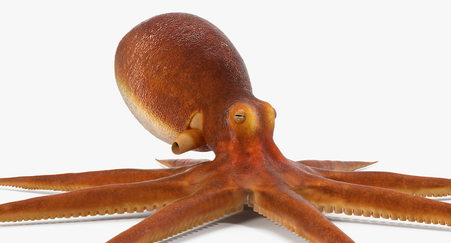 Octopus 3D model