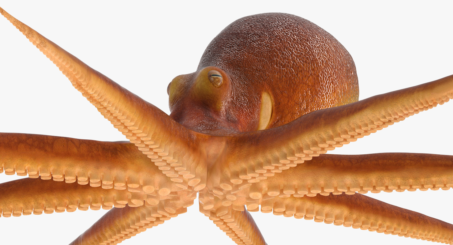 Octopus 3D model