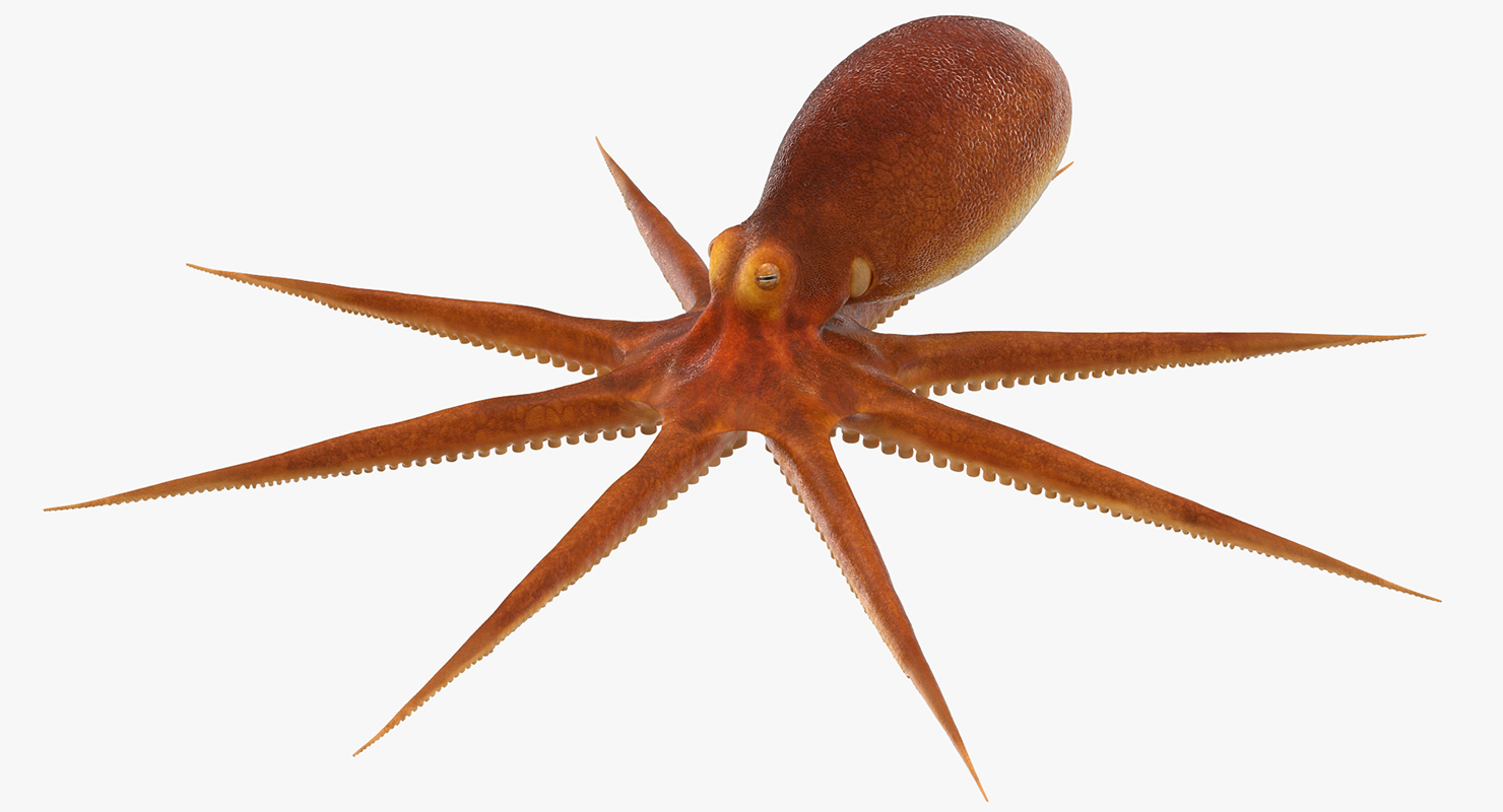 Octopus 3D model