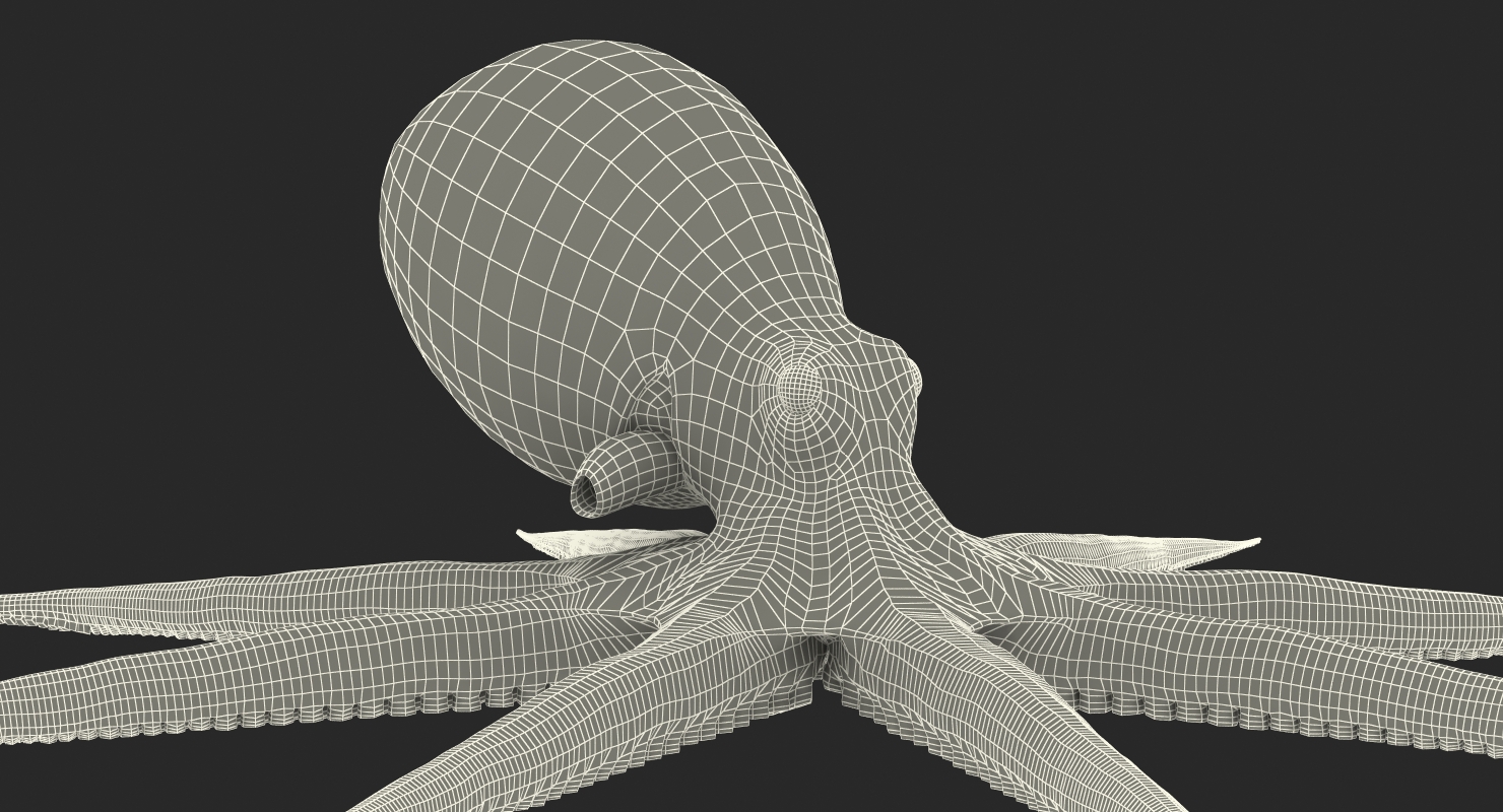 Octopus 3D model