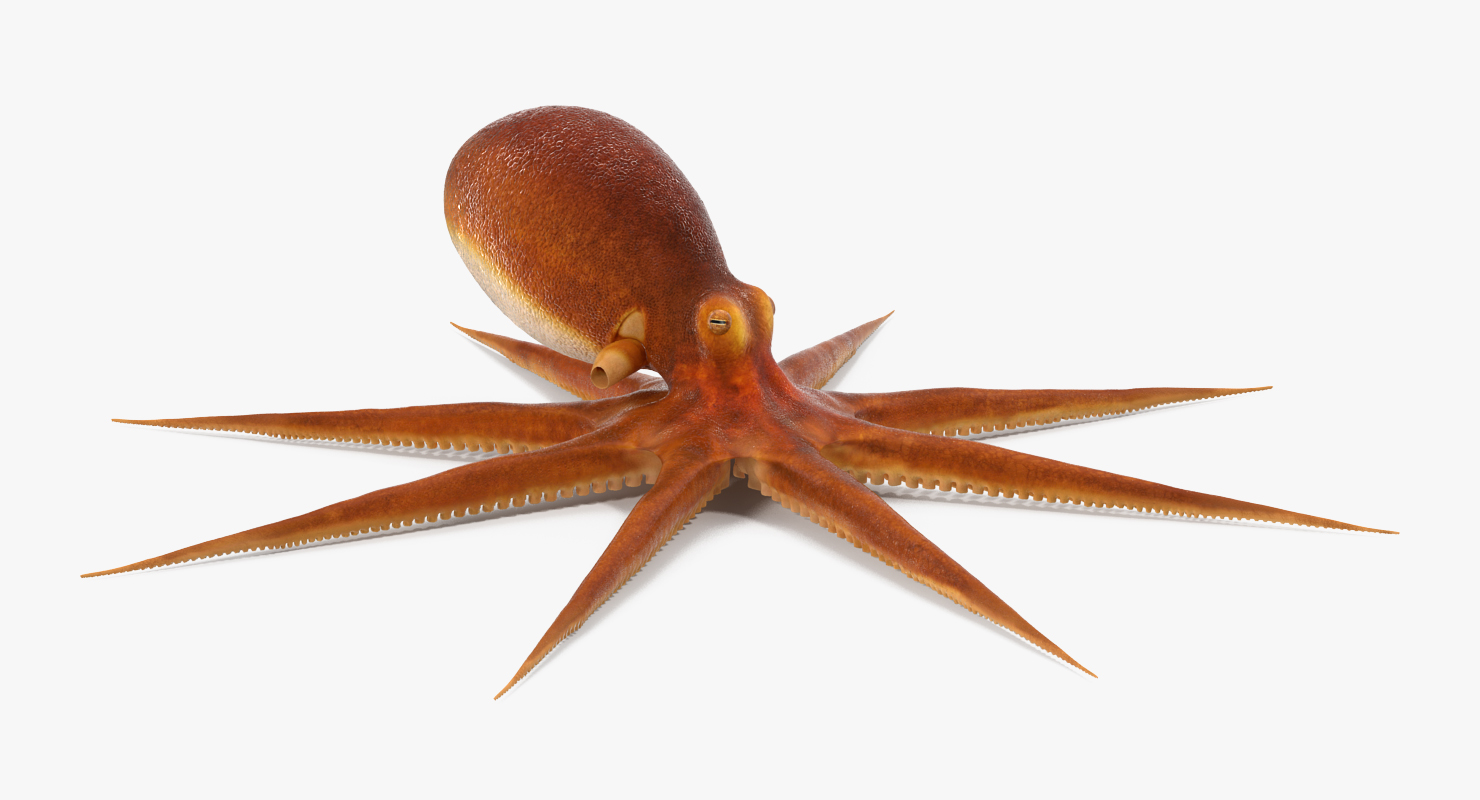 Octopus 3D model