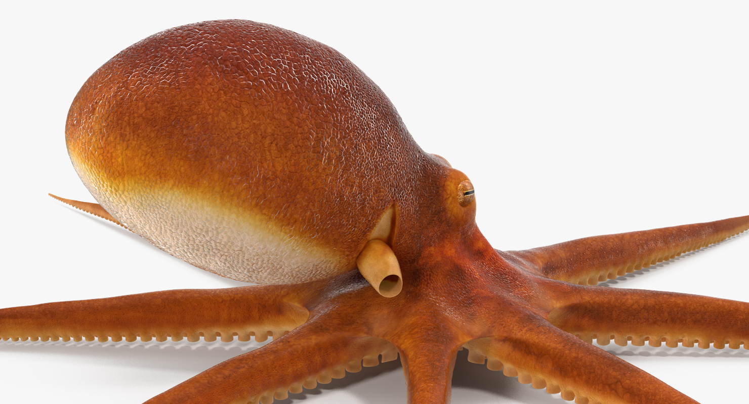 Octopus 3D model