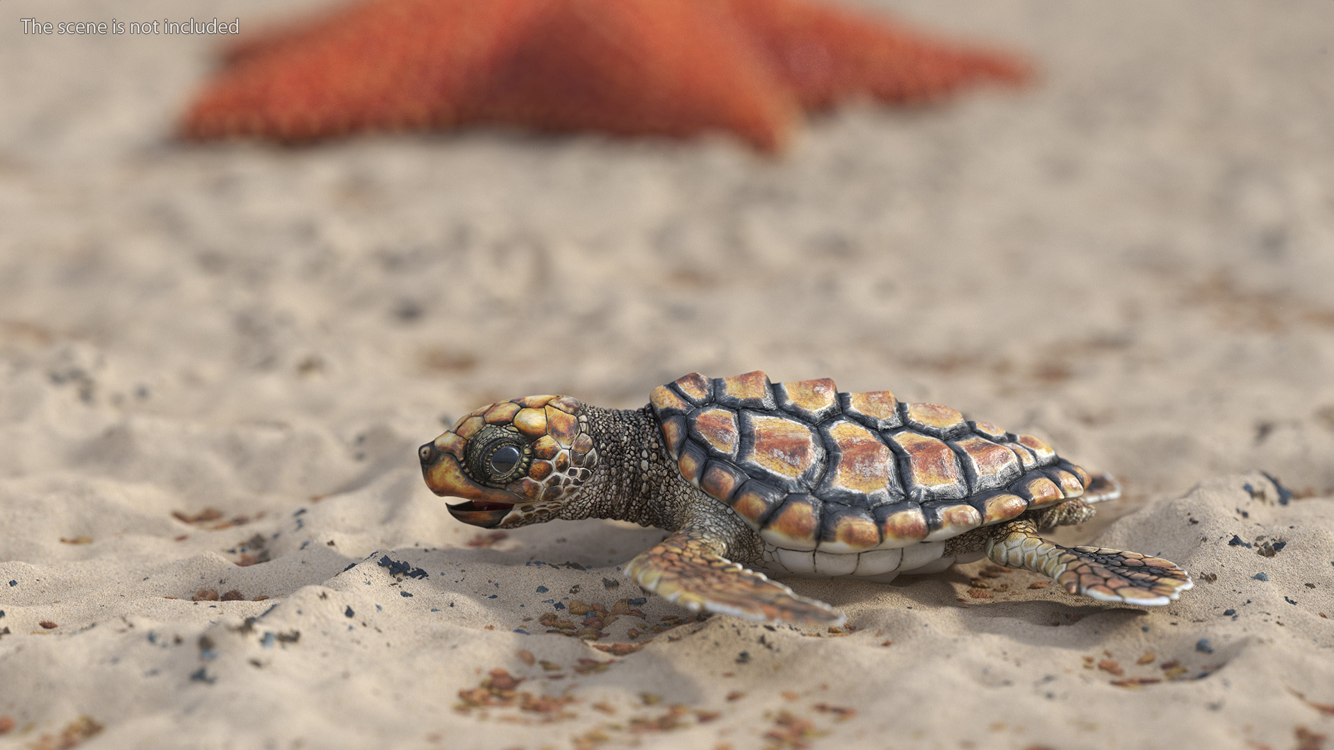 3D Baby Sea Turtle Brown