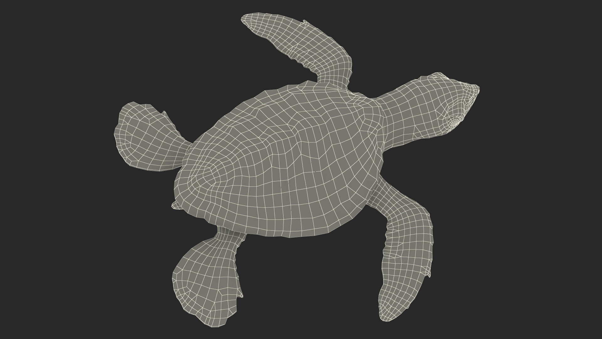 3D Baby Sea Turtle Brown