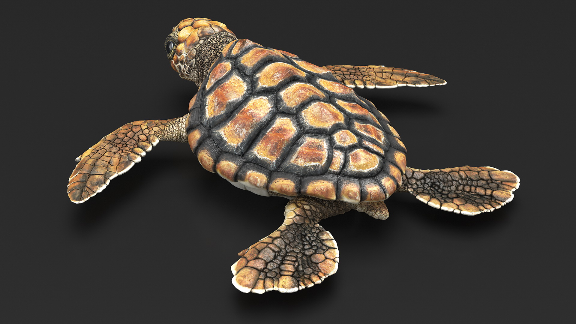 3D Baby Sea Turtle Brown