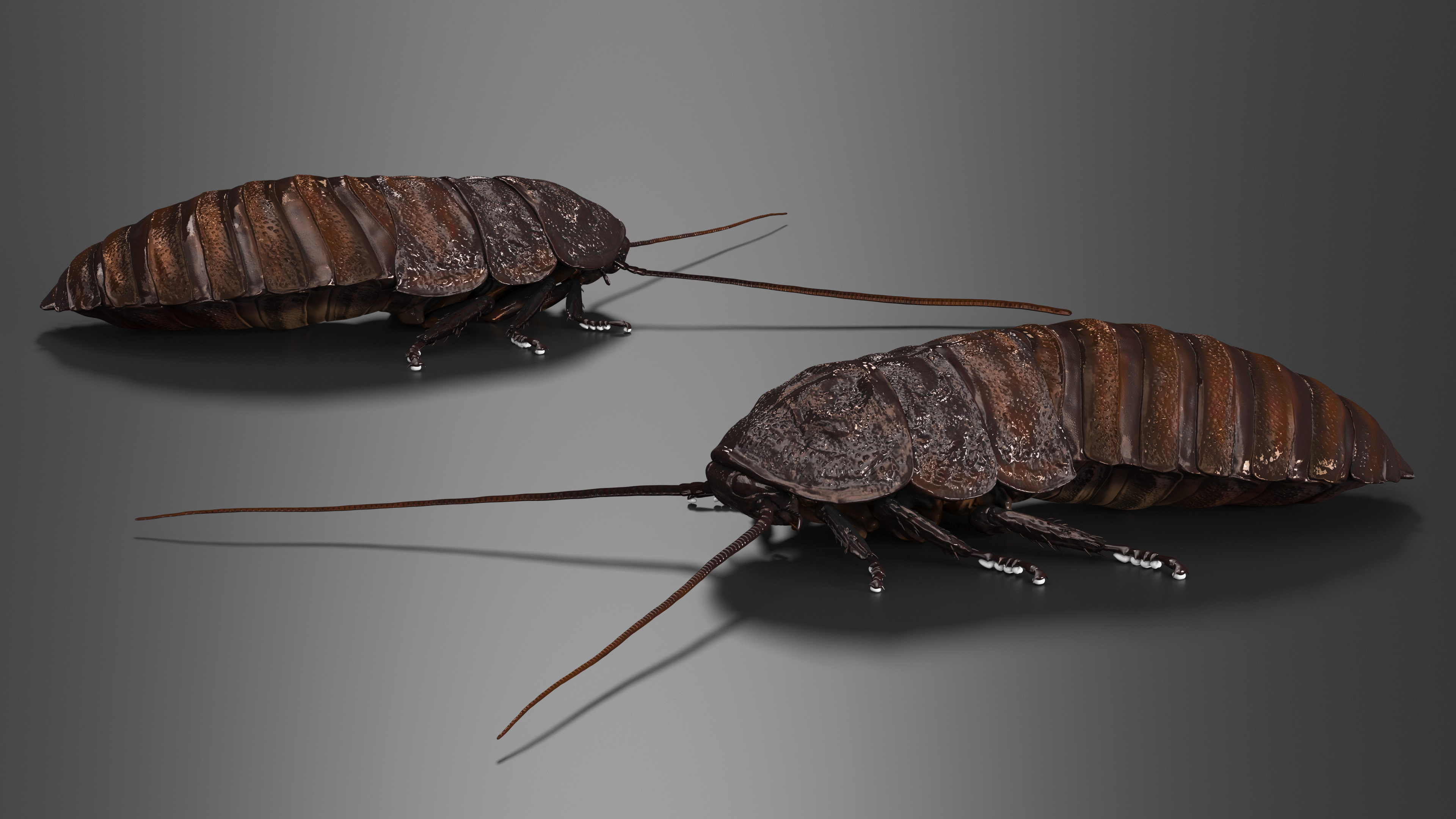 3D Brown Hooded Cockroach with Fur Rigged model