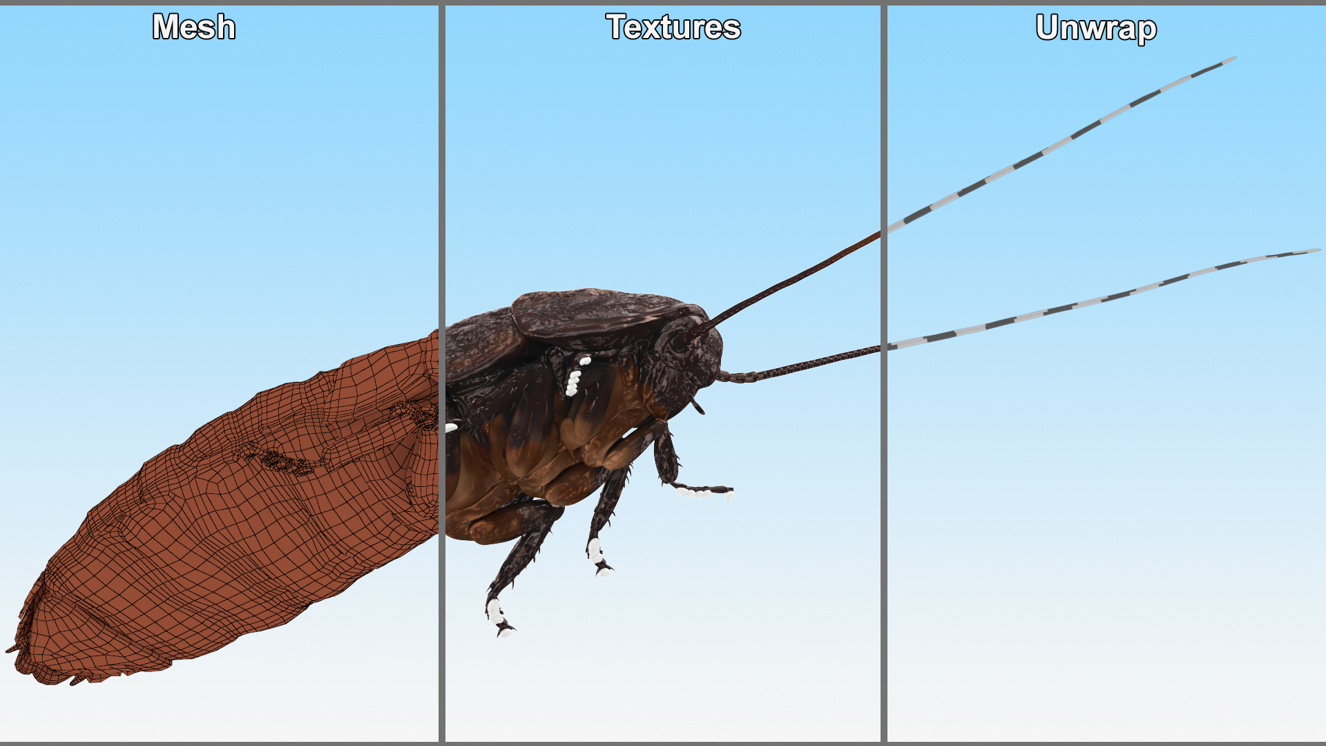 3D Brown Hooded Cockroach with Fur Rigged model