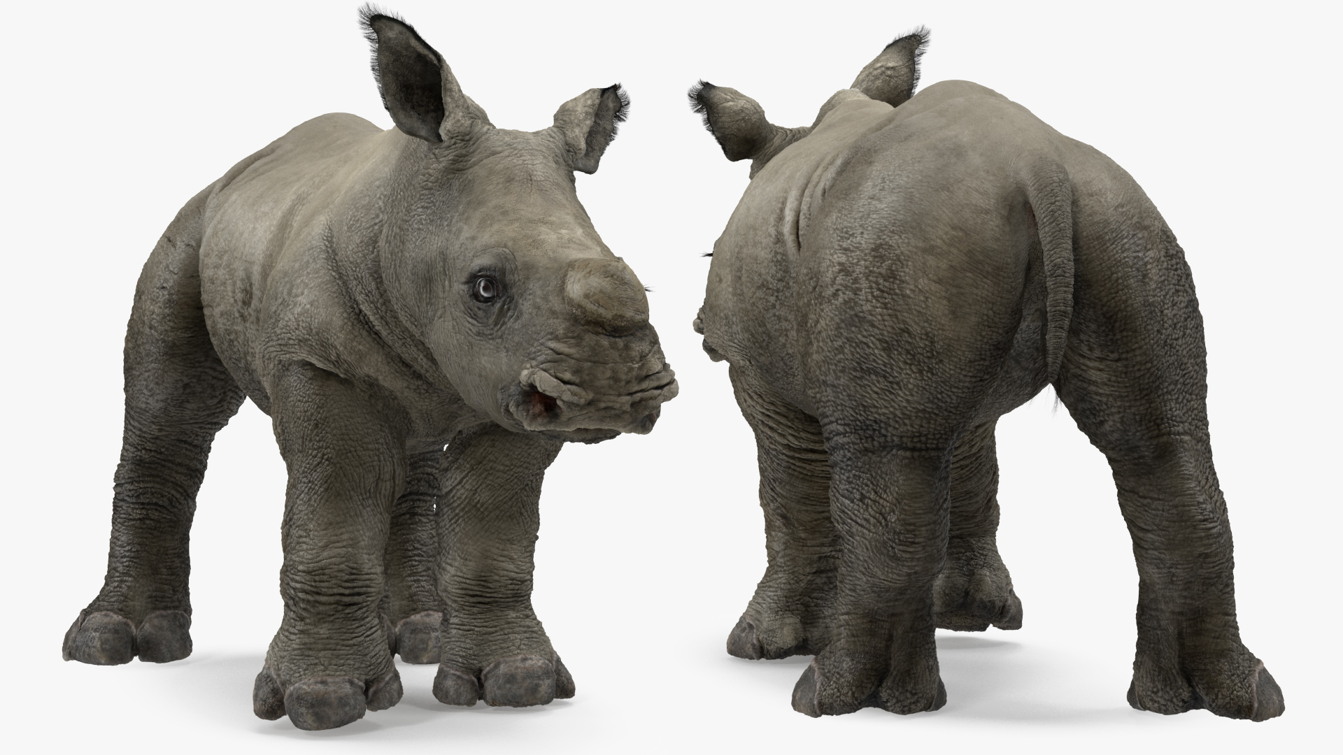 3D Rhino Baby Standing Pose Fur model