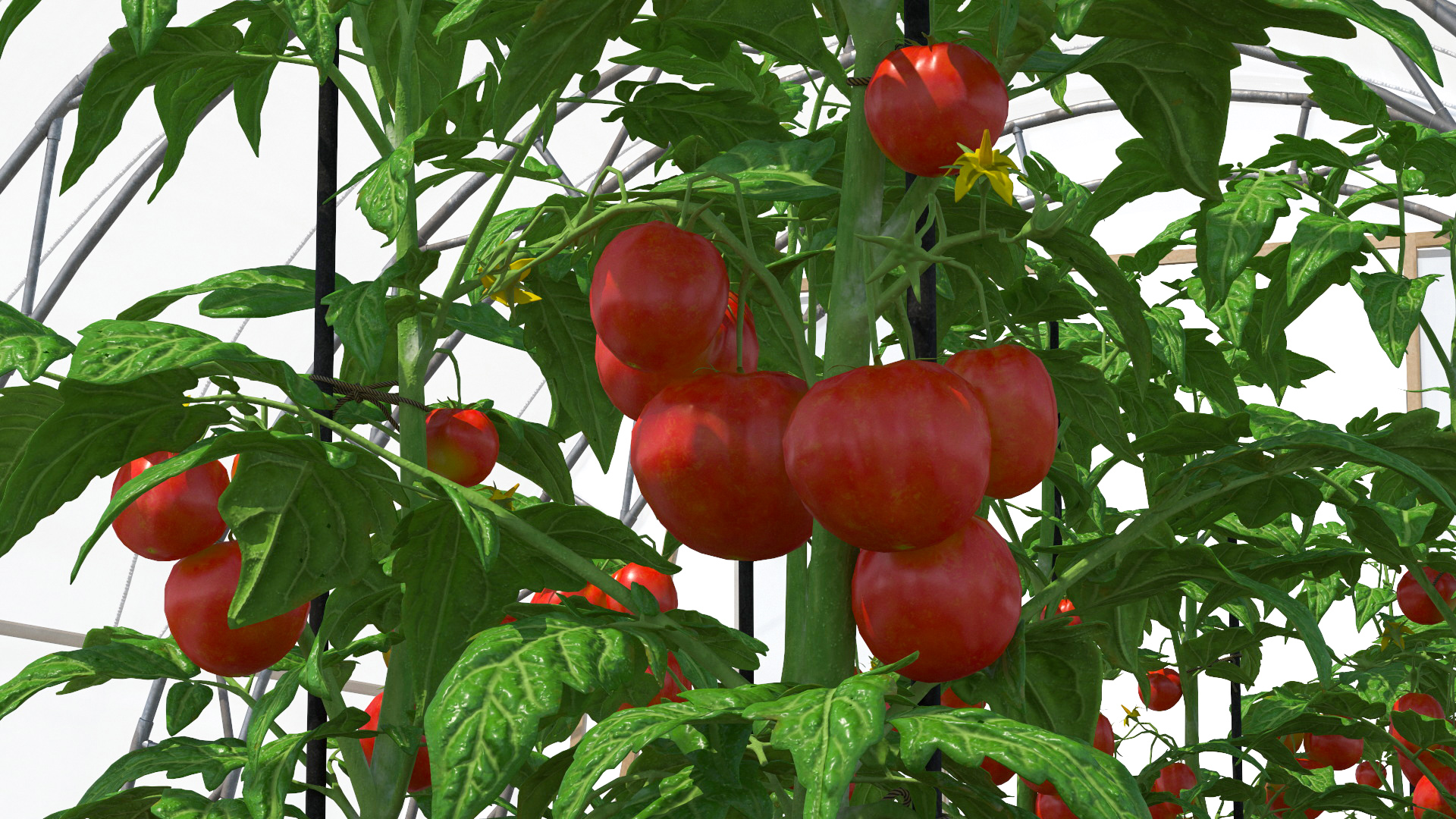 3D Greenhouse Tent with Vegetables