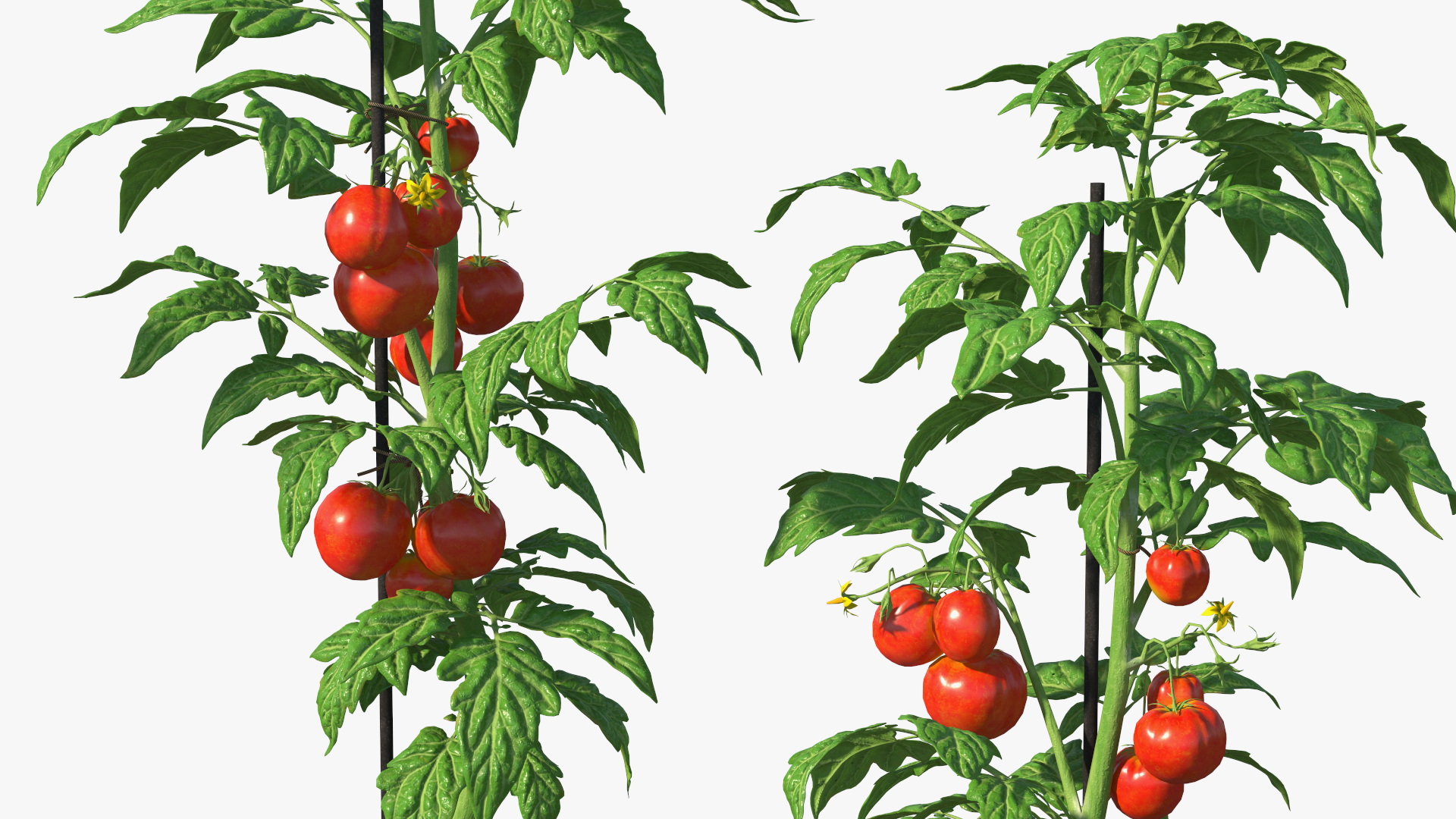 3D Greenhouse Tent with Vegetables