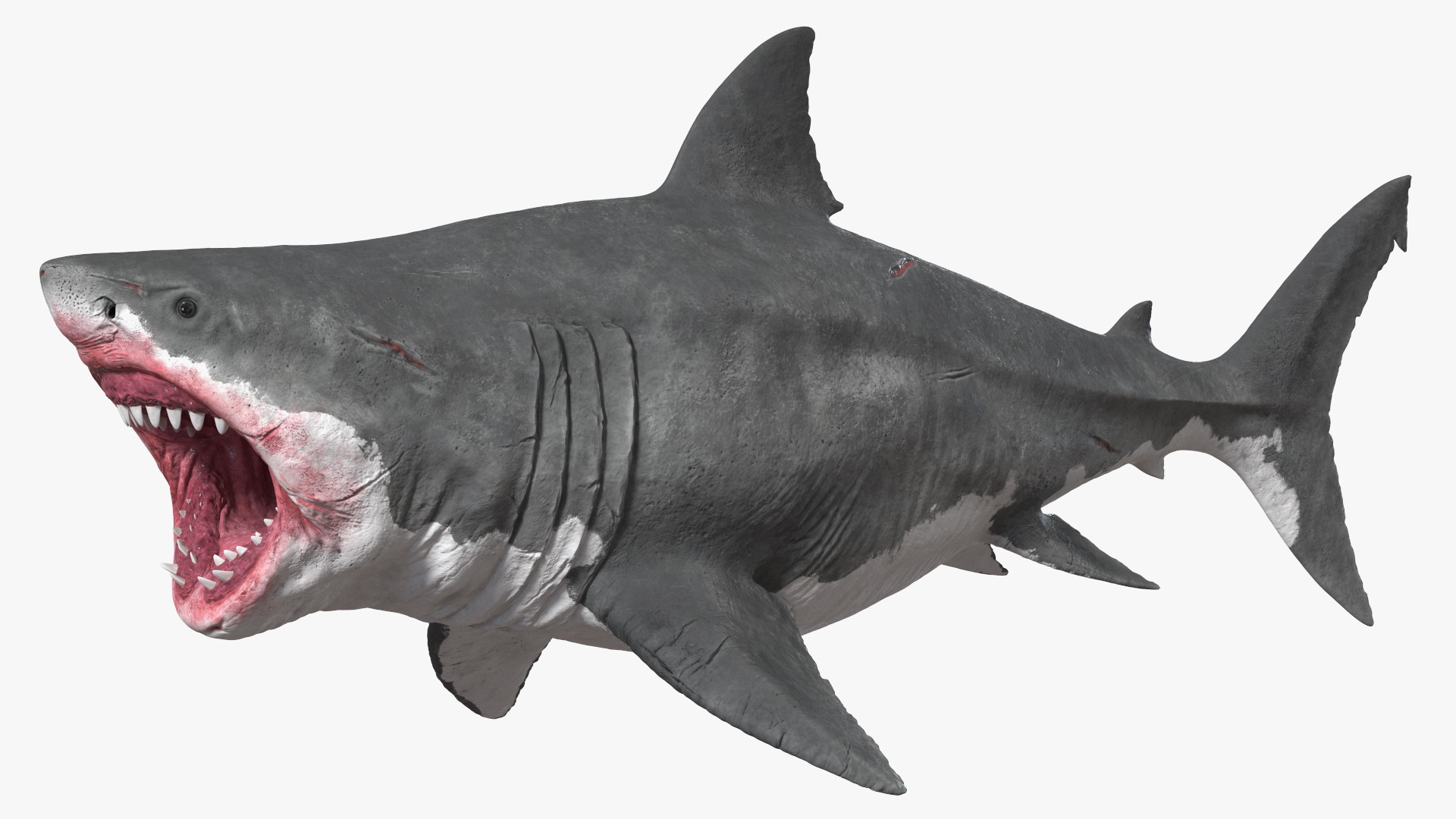 Megalodon Attacking Pose 3D model