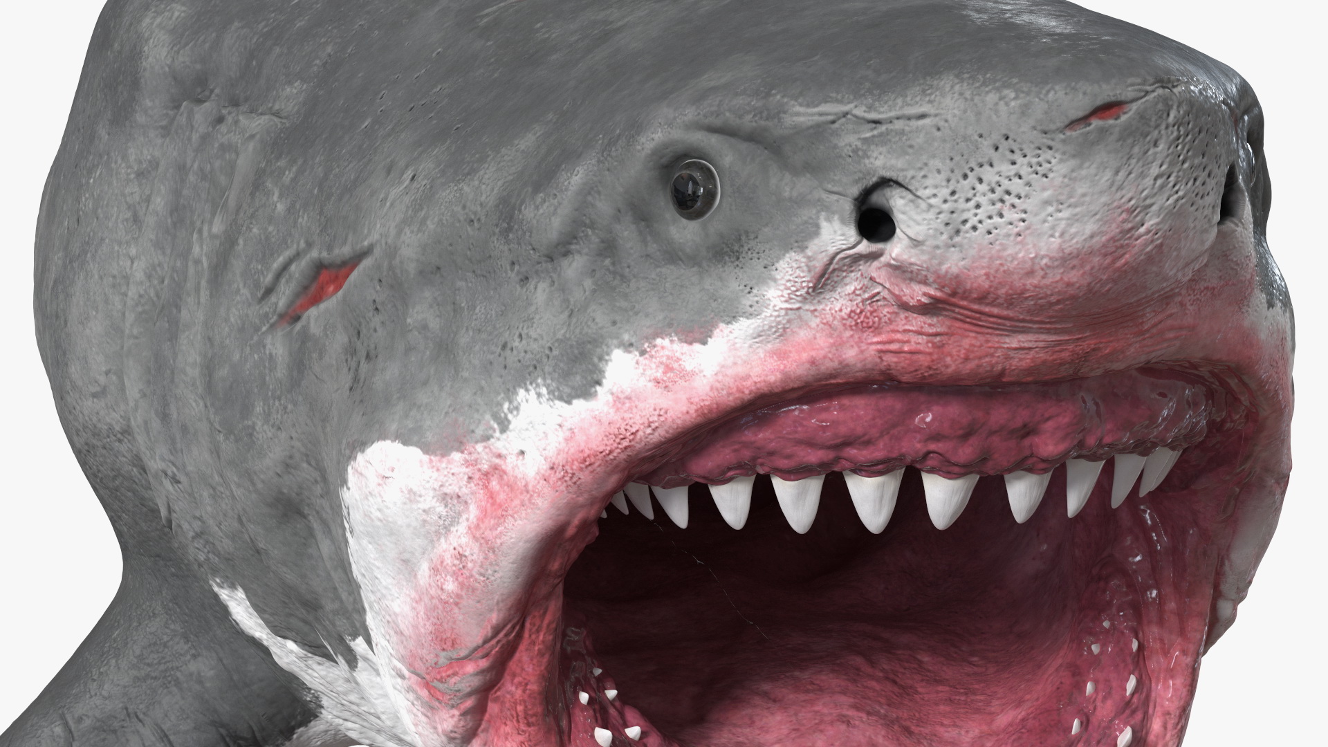 Megalodon Attacking Pose 3D model