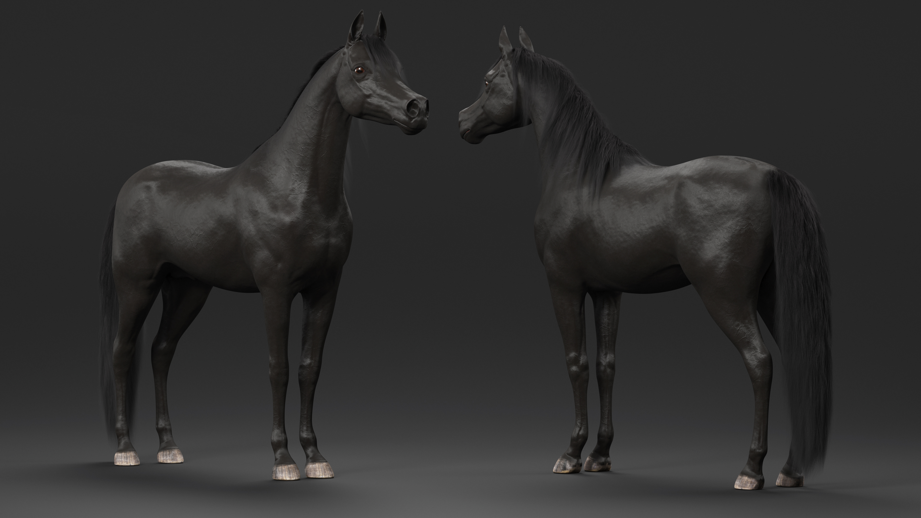 3D Arabian Horse Black Fur model