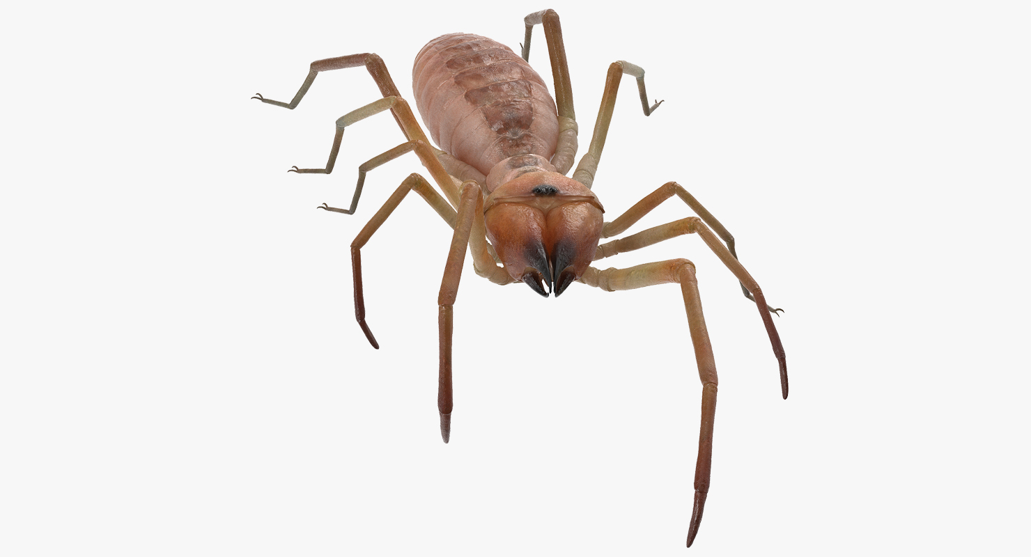 3D model Sun Spider