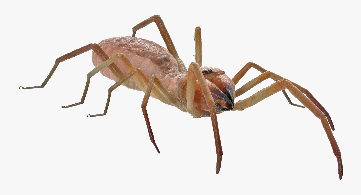 3D model Sun Spider