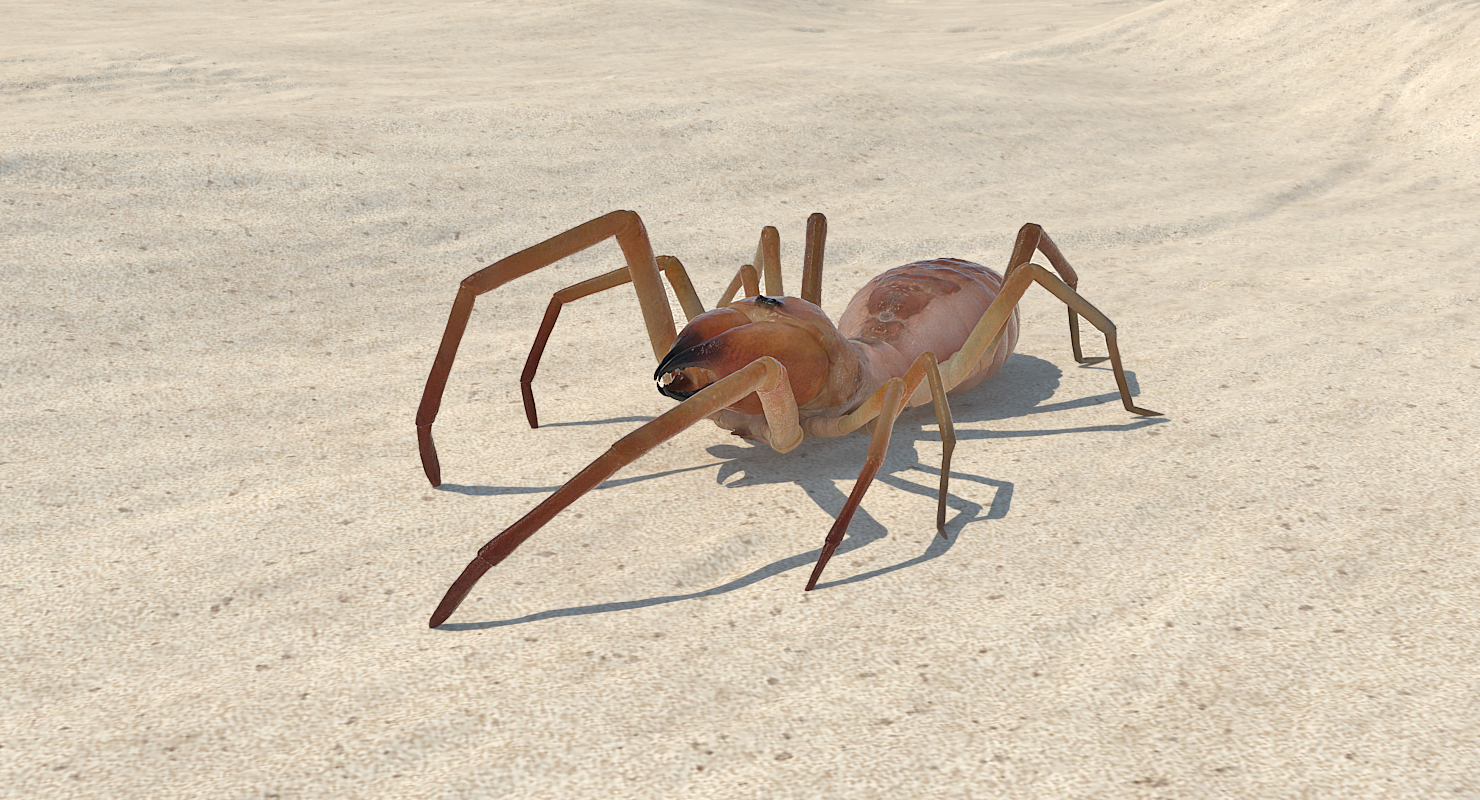 3D model Sun Spider