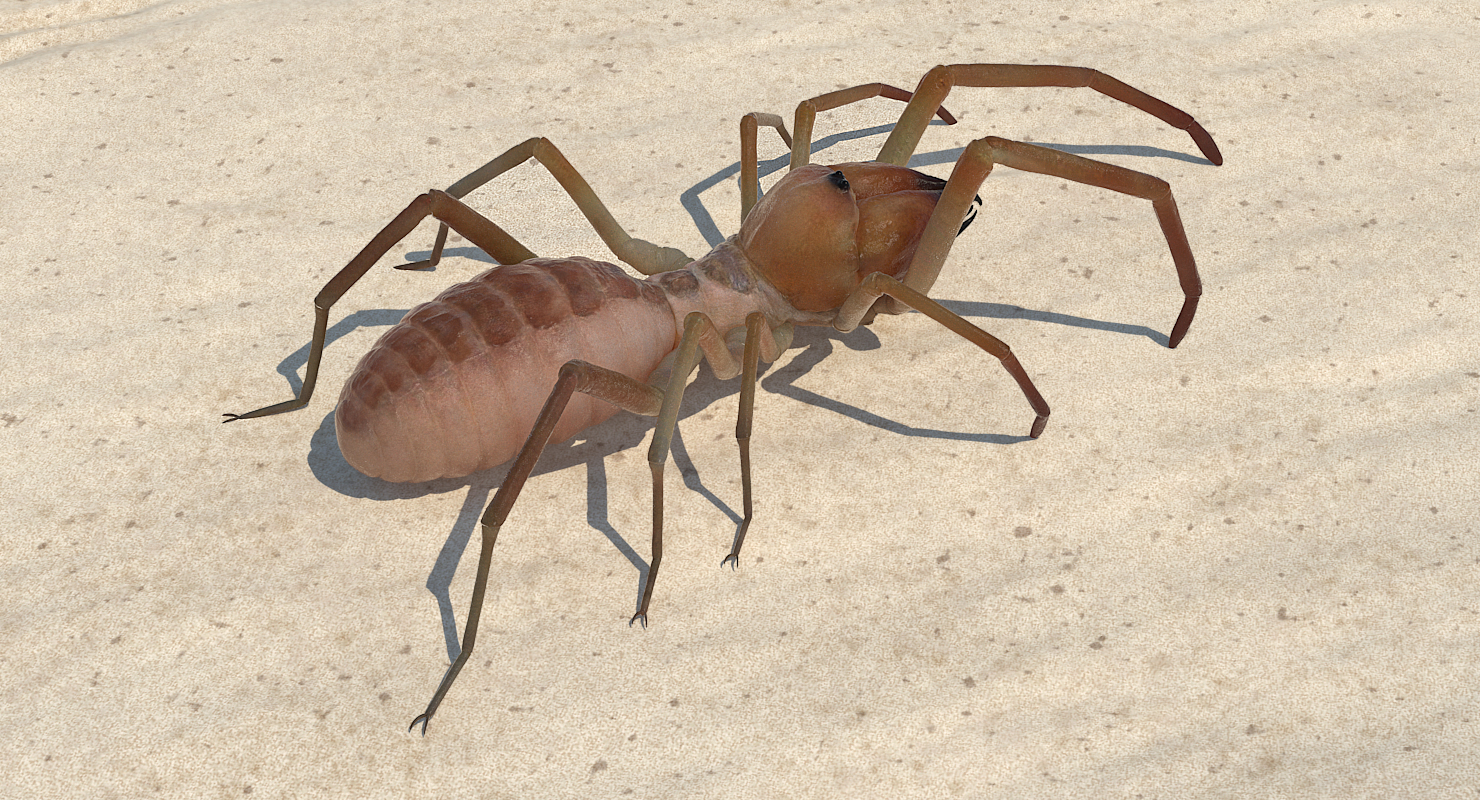 3D model Sun Spider