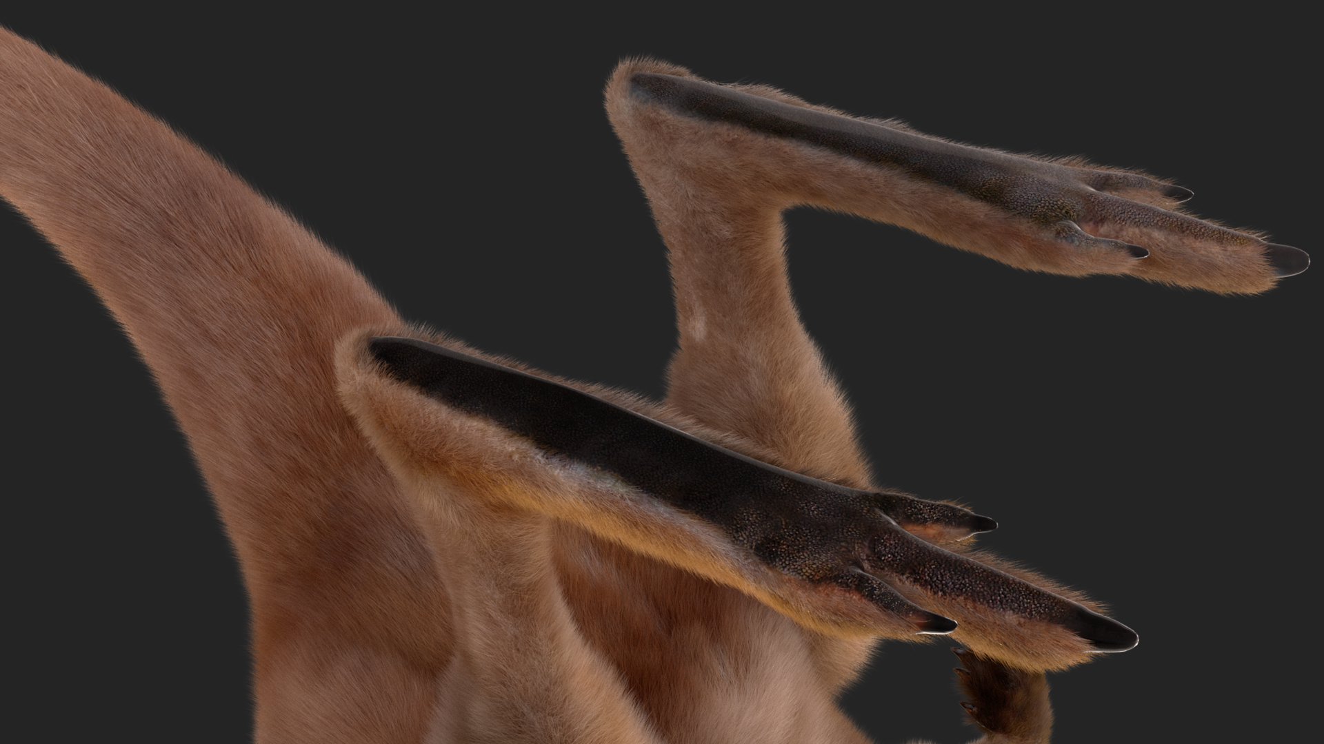 Baby Kangaroo Fur 3D