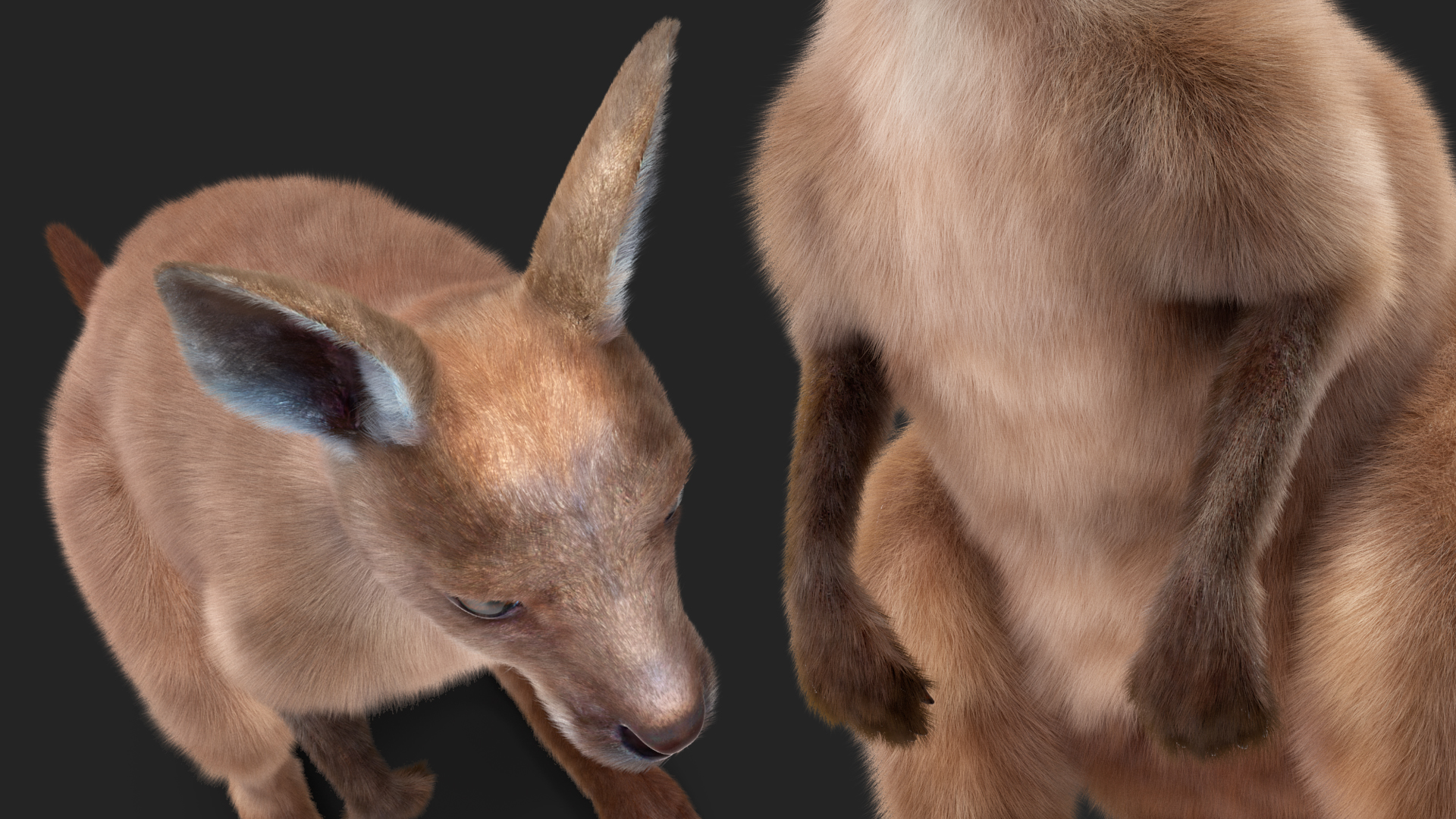 Baby Kangaroo Fur 3D