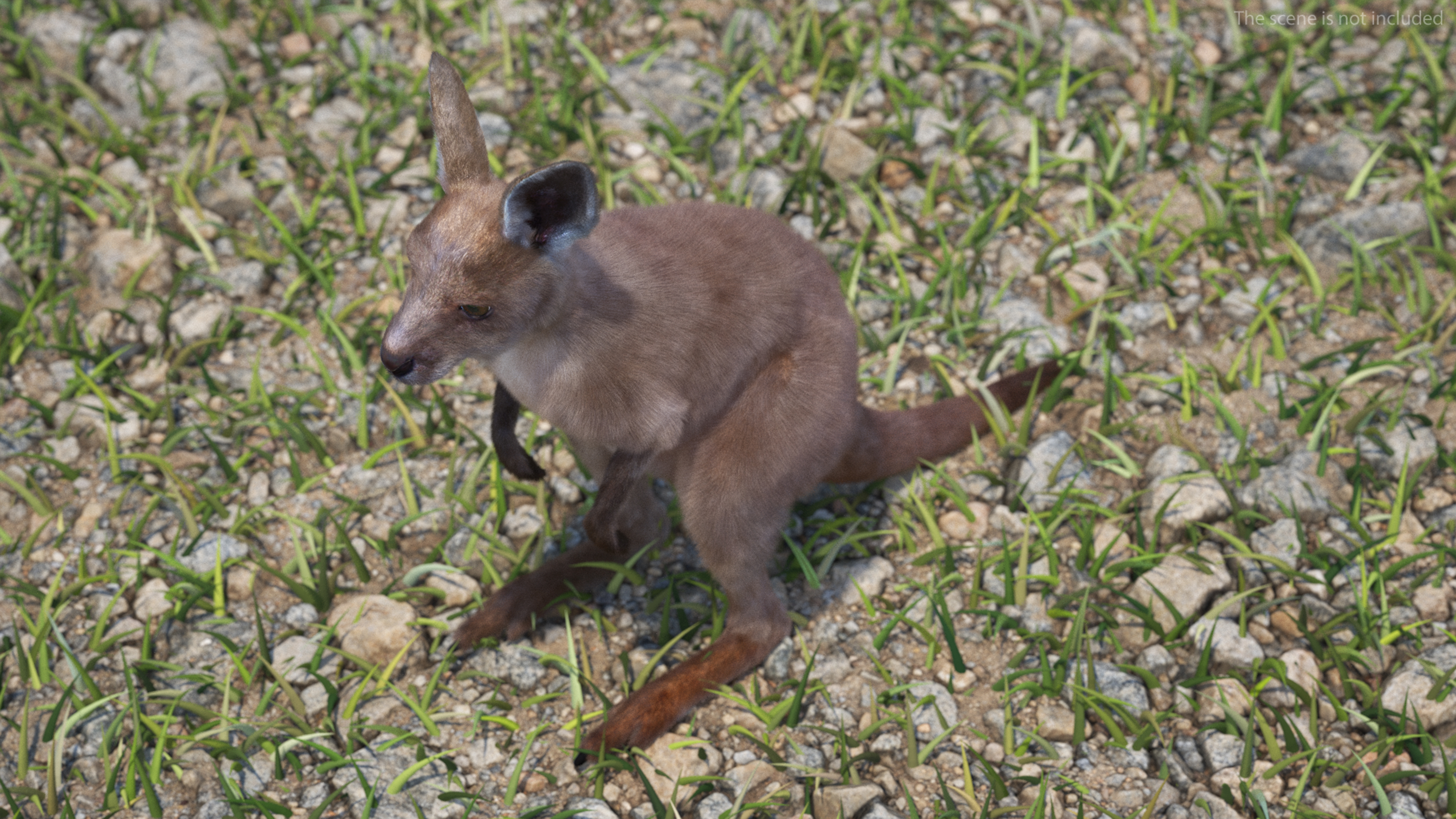 Baby Kangaroo Fur 3D