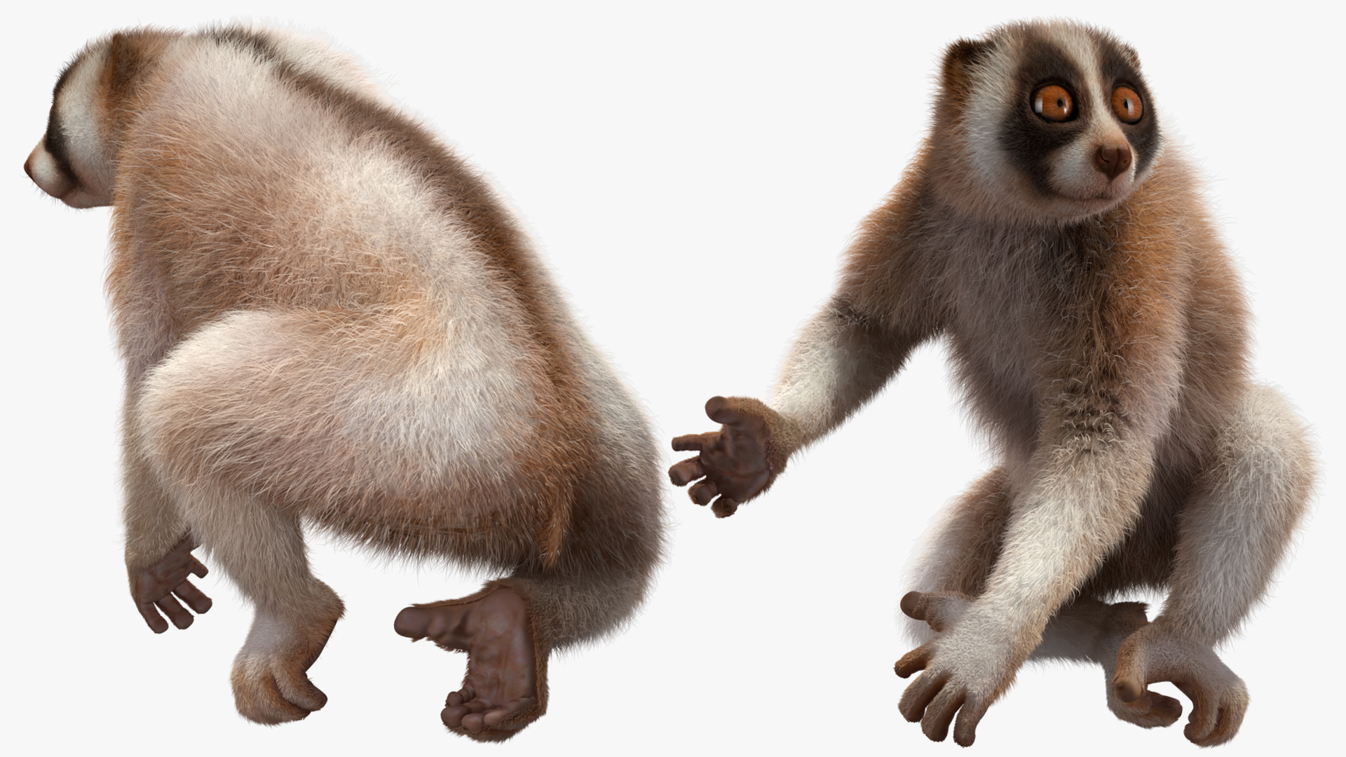 3D Bengal Slow Loris Fur Rigged model