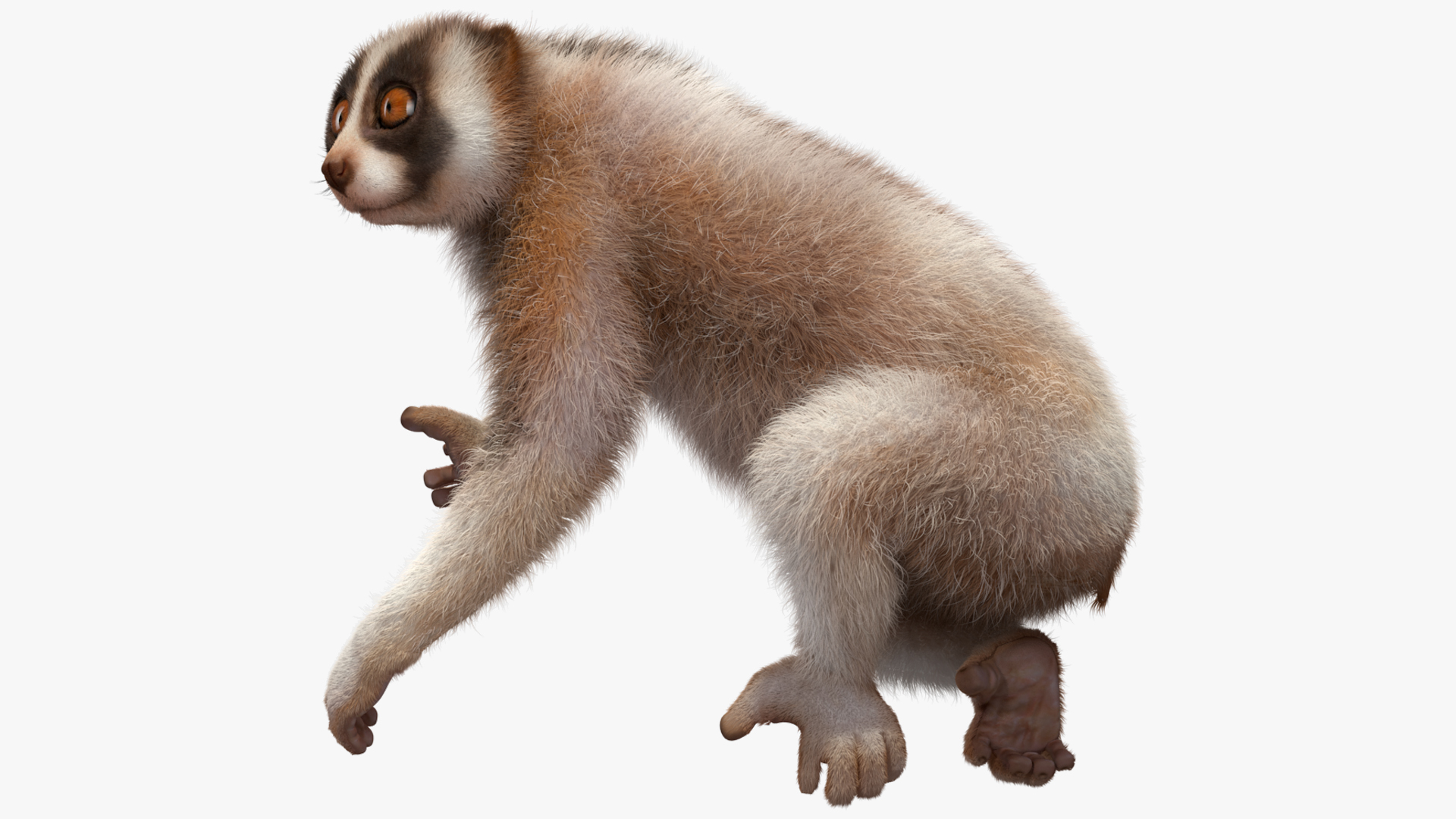 3D Bengal Slow Loris Fur Rigged model