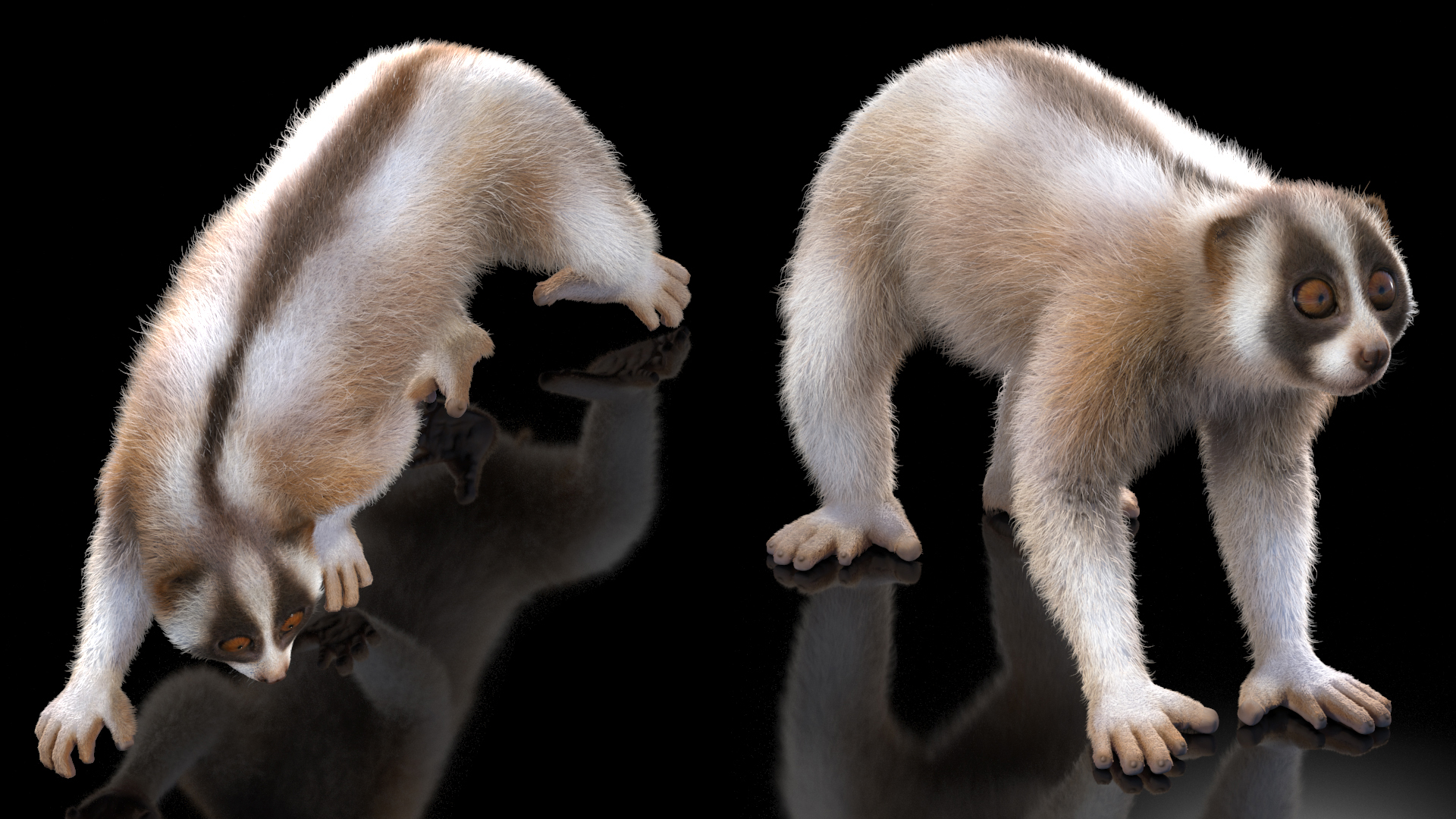 3D Bengal Slow Loris Fur Rigged model