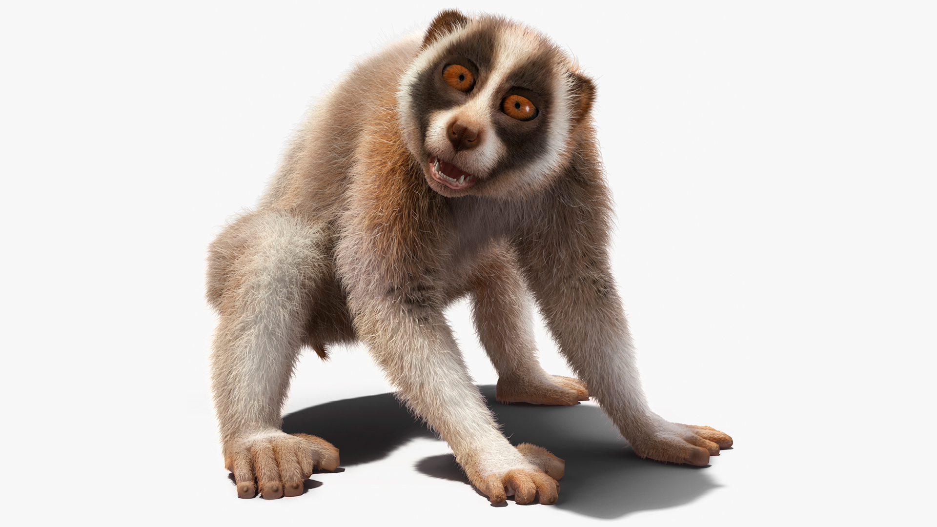 3D Bengal Slow Loris Fur Rigged model