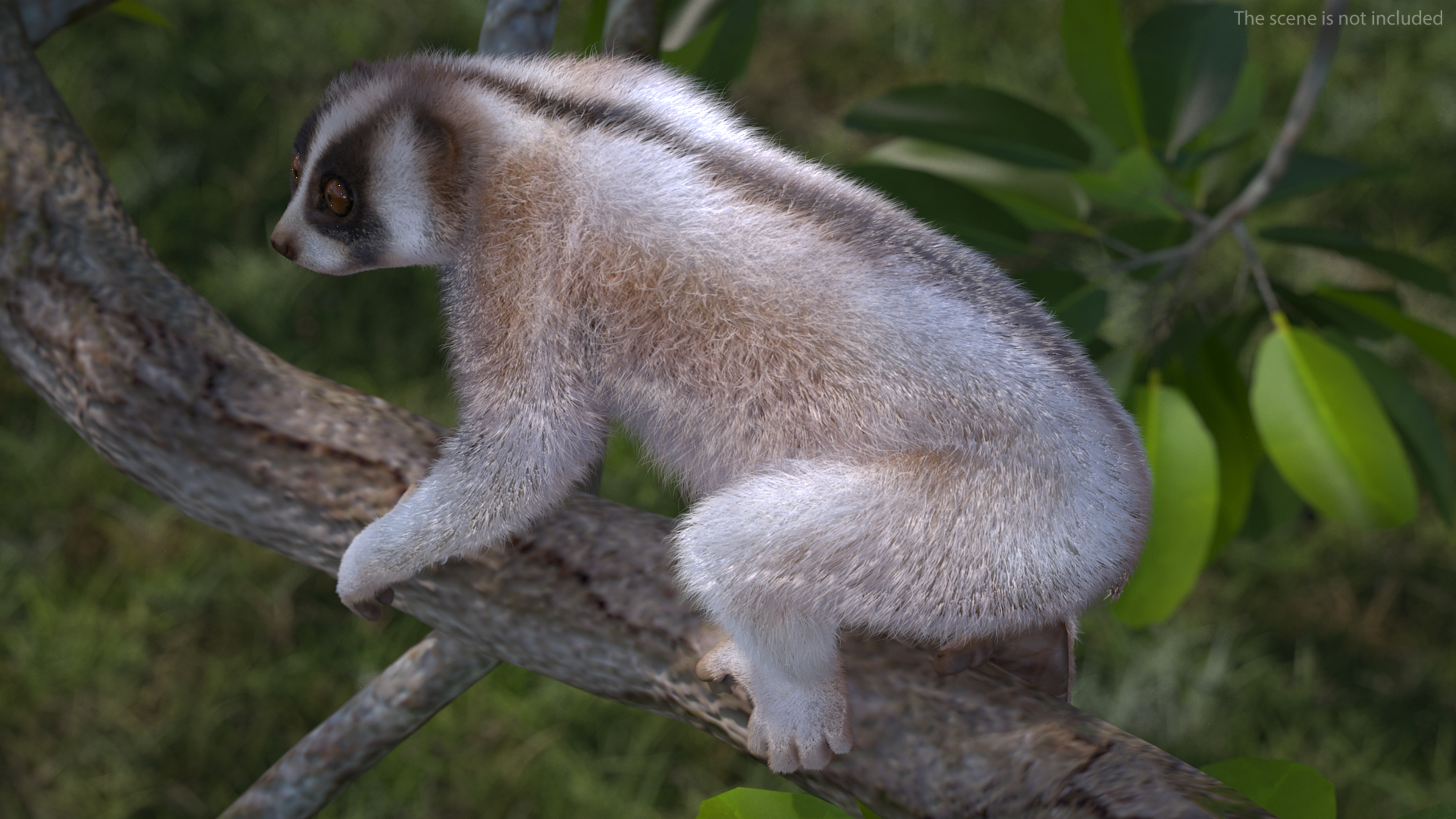 3D Bengal Slow Loris Fur Rigged model