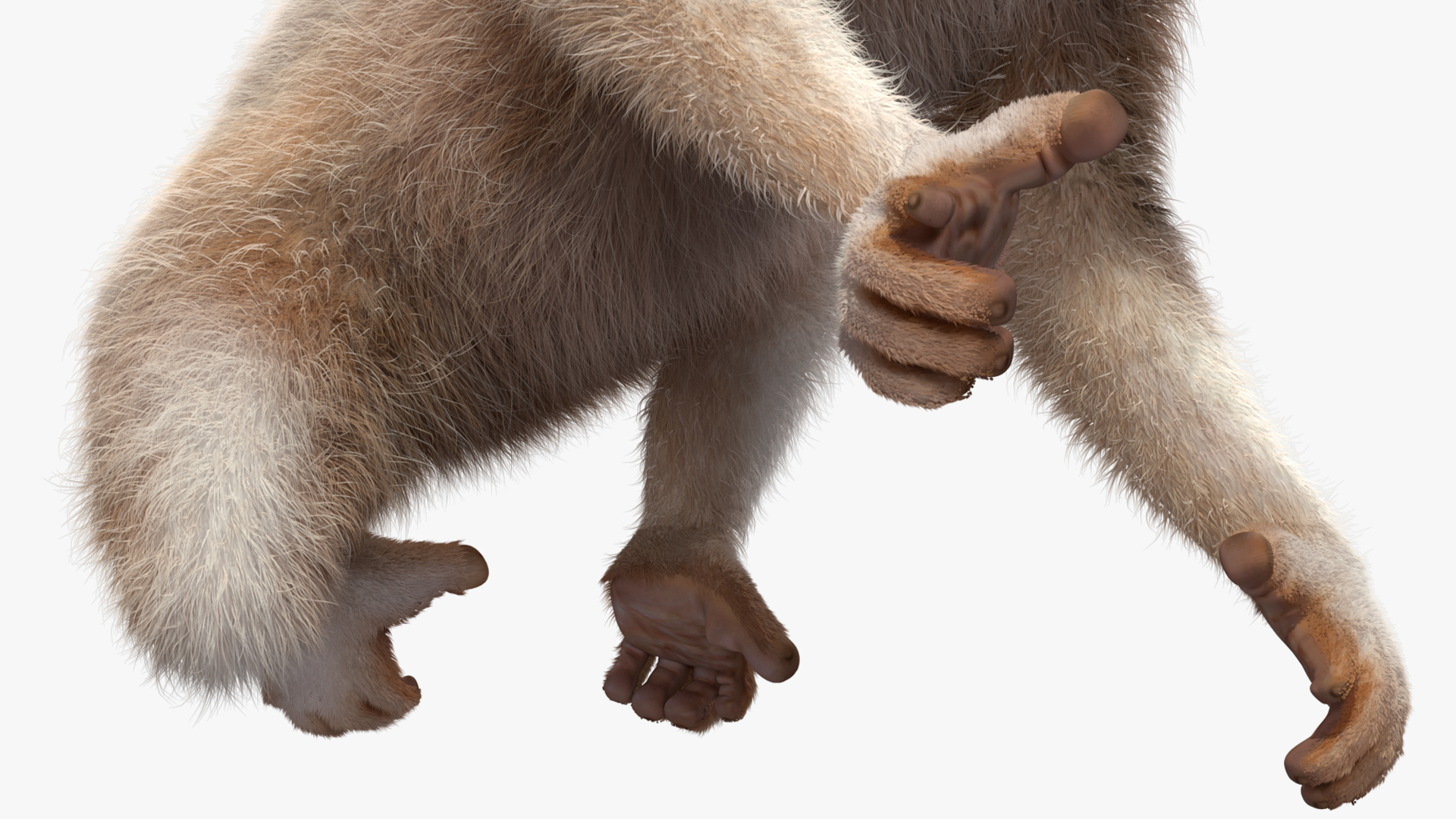 3D Bengal Slow Loris Fur Rigged model