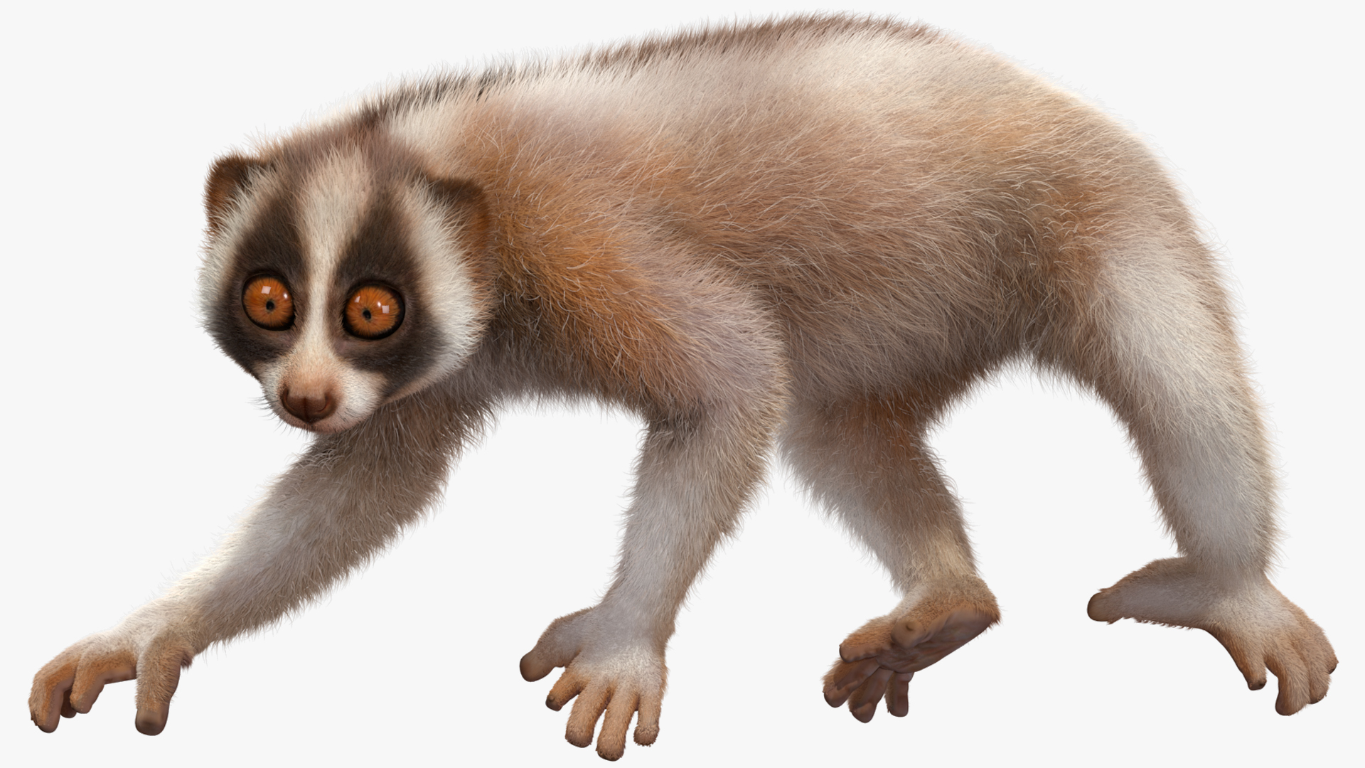 3D Bengal Slow Loris Fur Rigged model