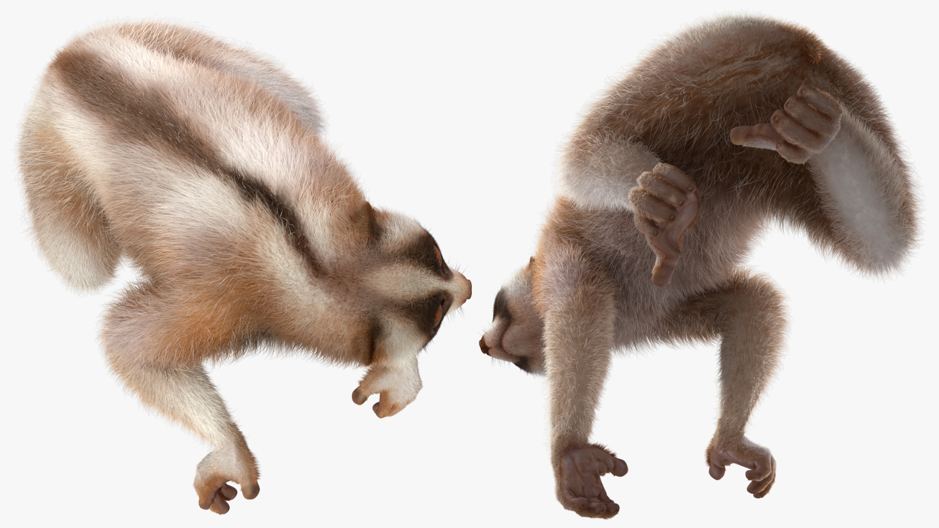 3D Bengal Slow Loris Fur Rigged model