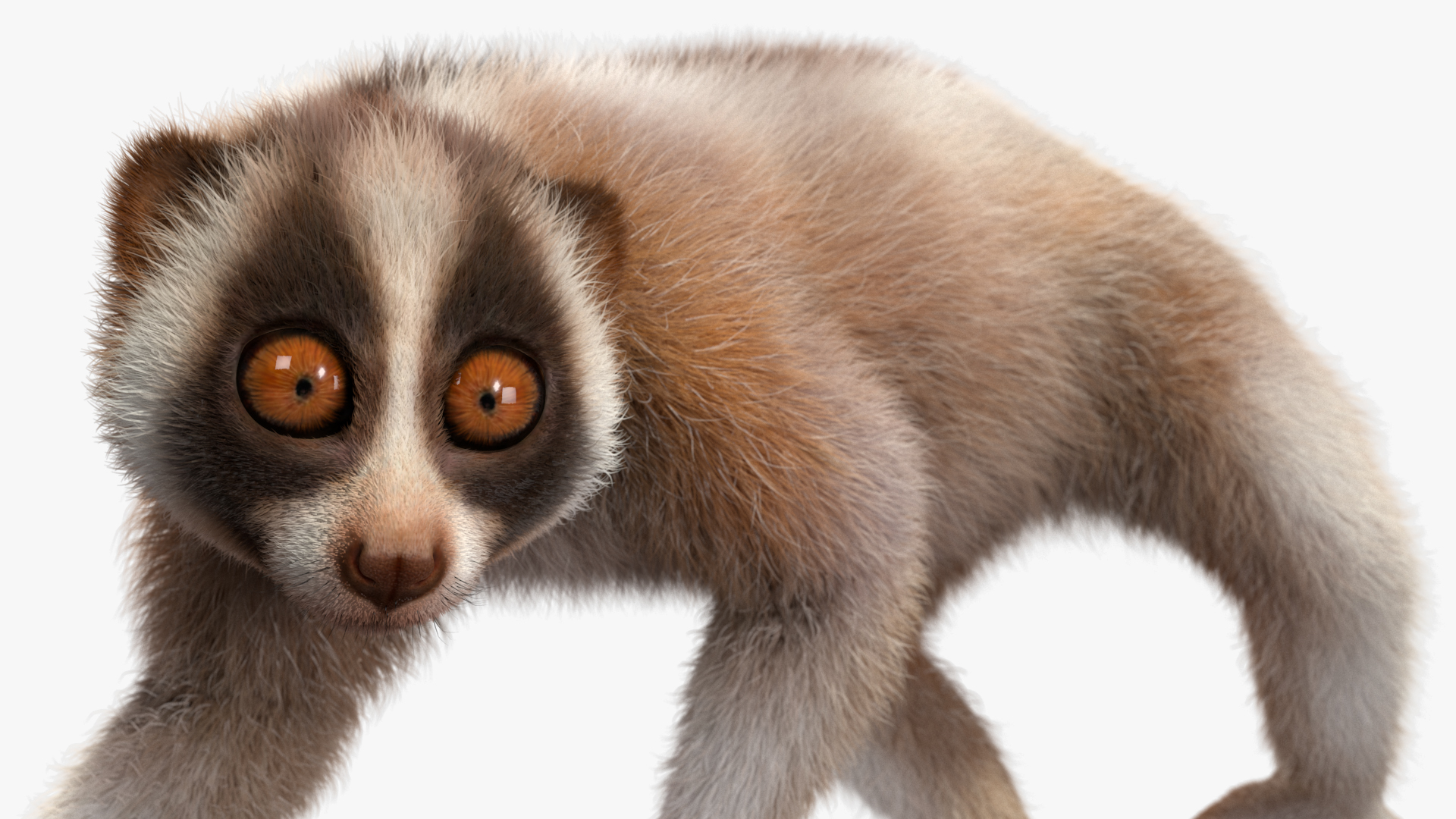 3D Bengal Slow Loris Fur Rigged model