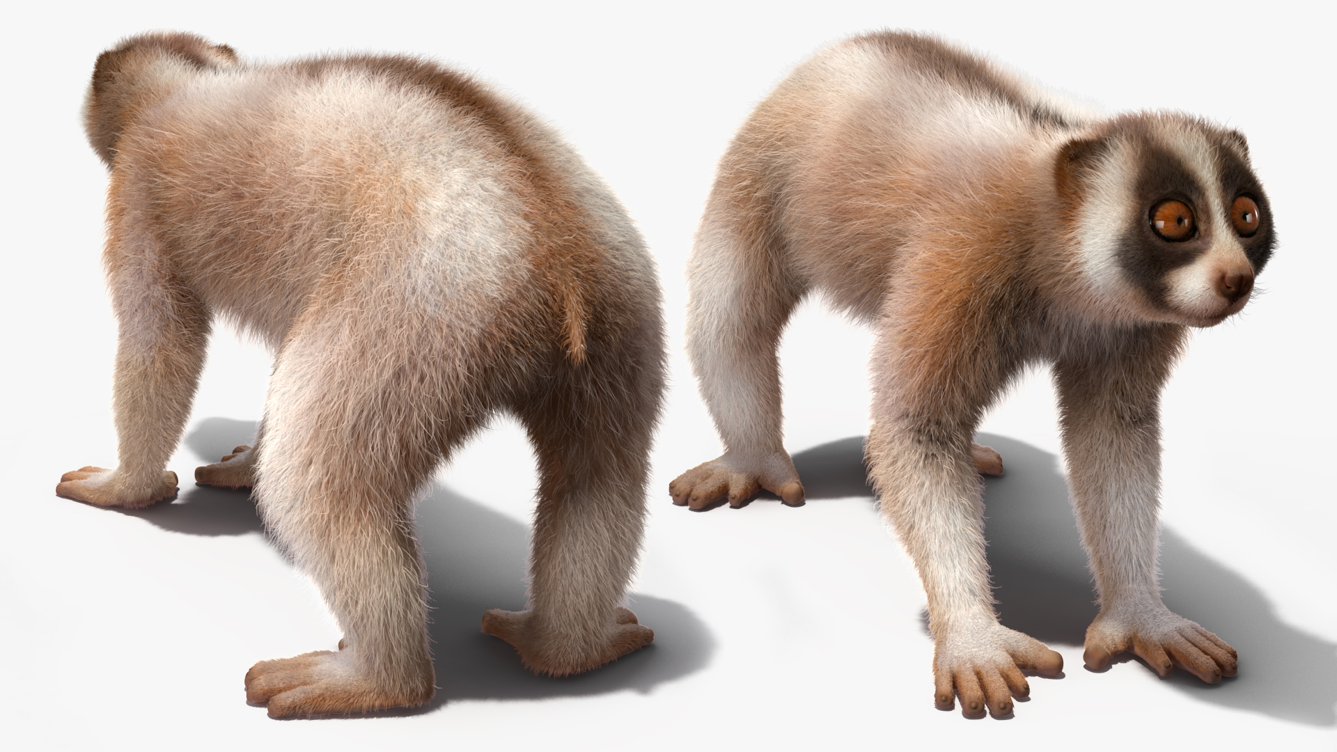 3D Bengal Slow Loris Fur Rigged model