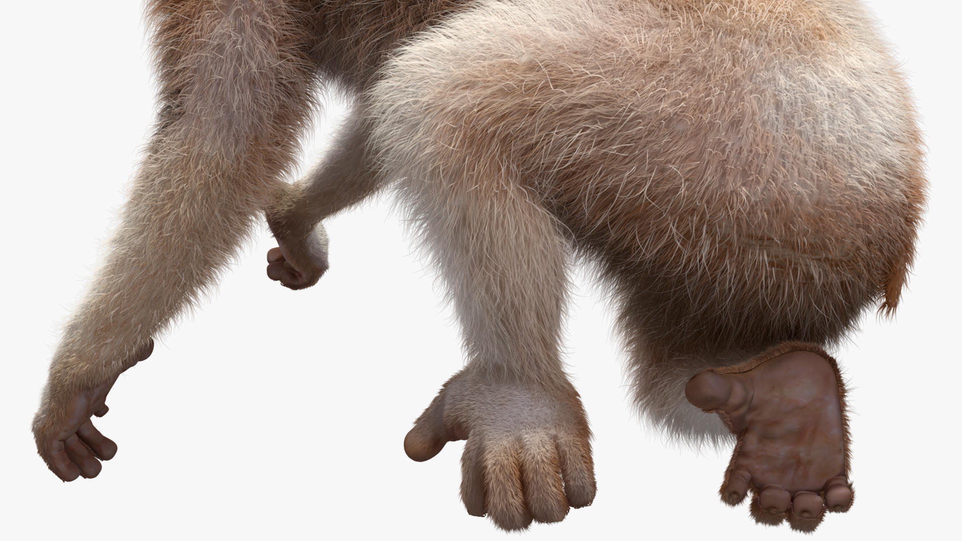 3D Bengal Slow Loris Fur Rigged model