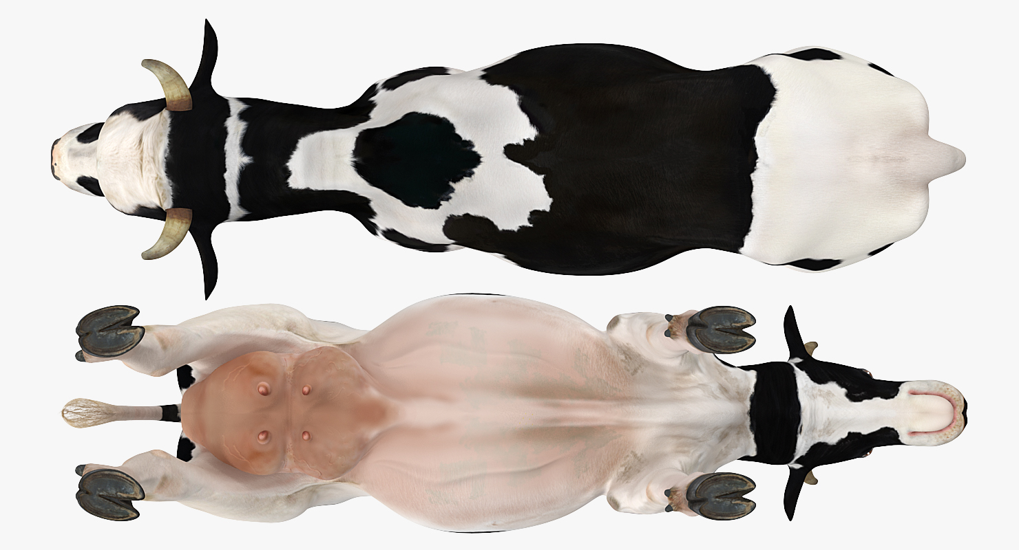 3D Dairy Cow Rigged