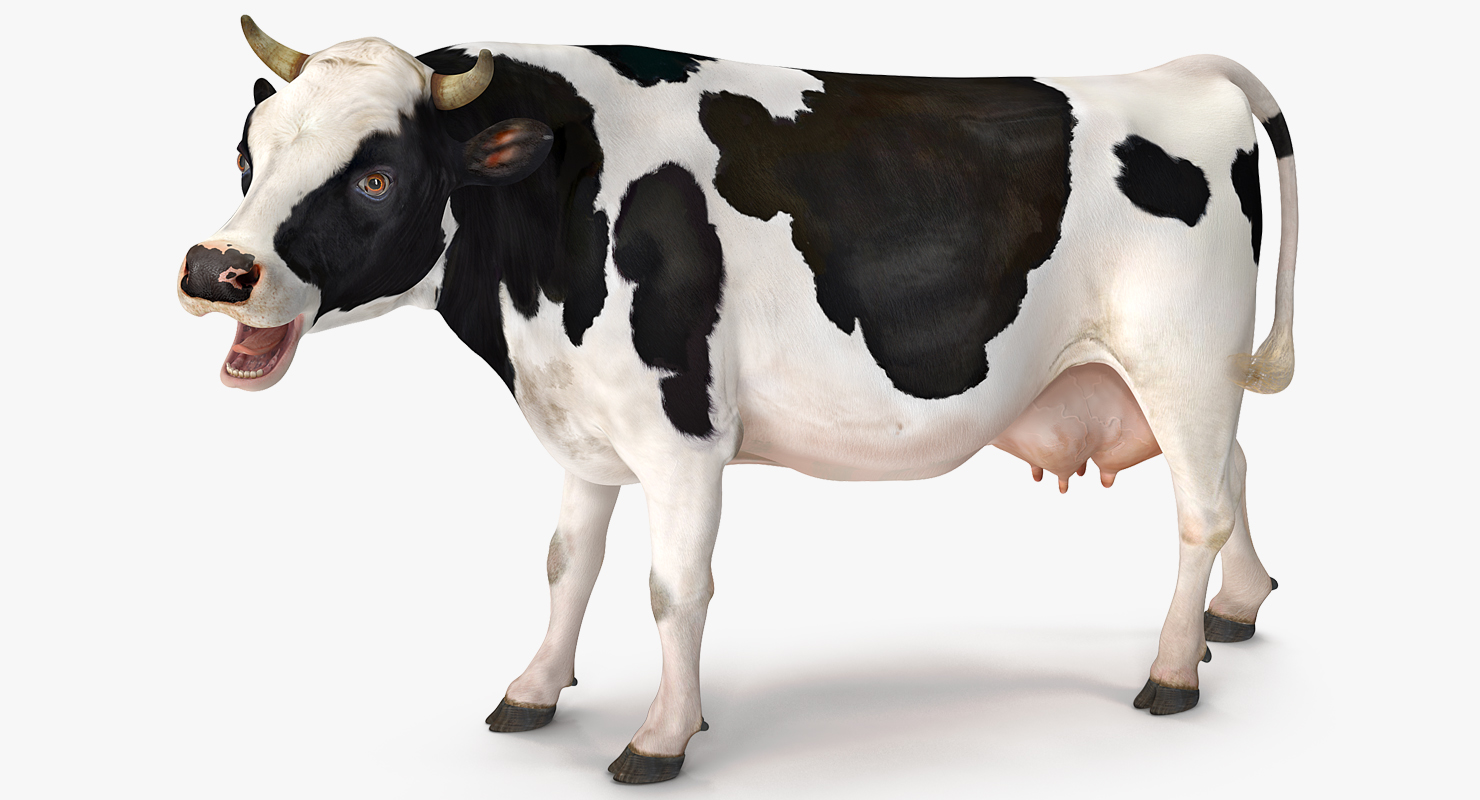 3D Dairy Cow Rigged