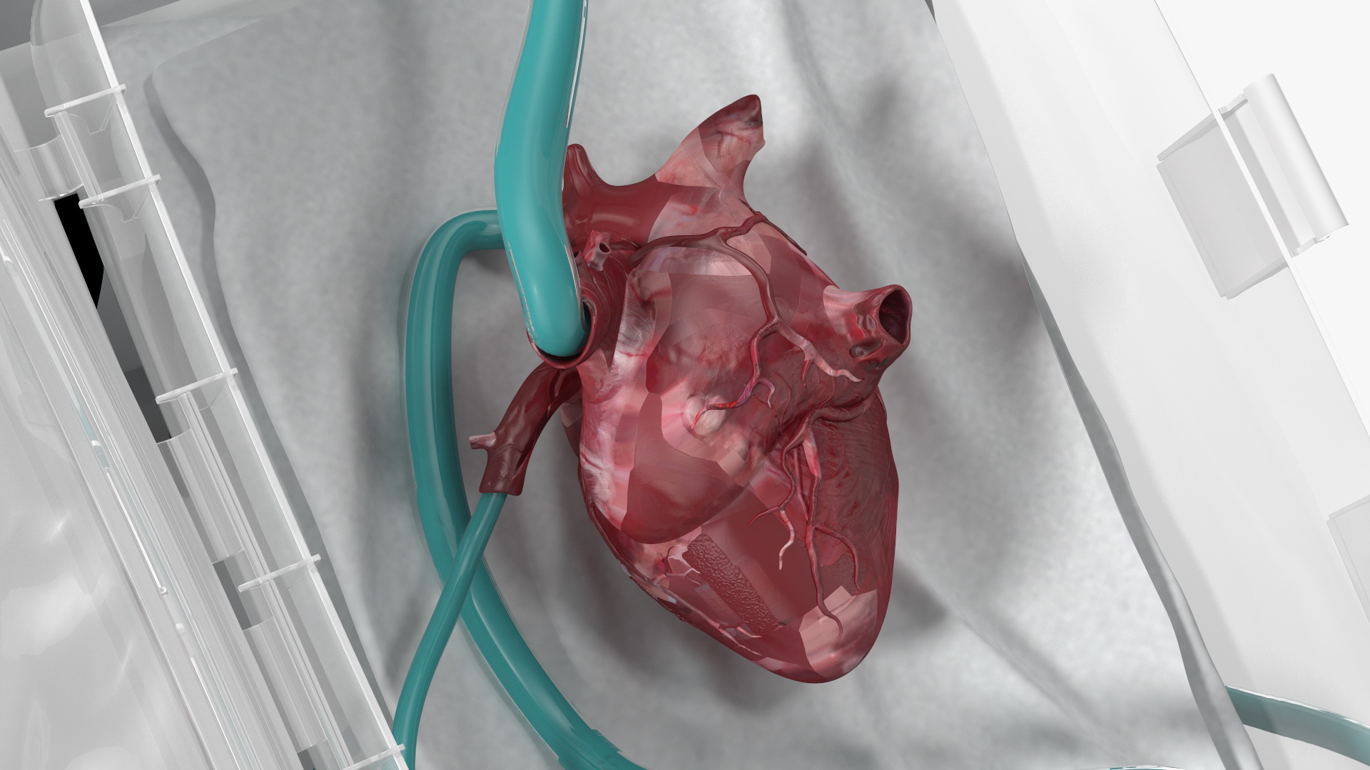 3D Organ Care System with Heart model