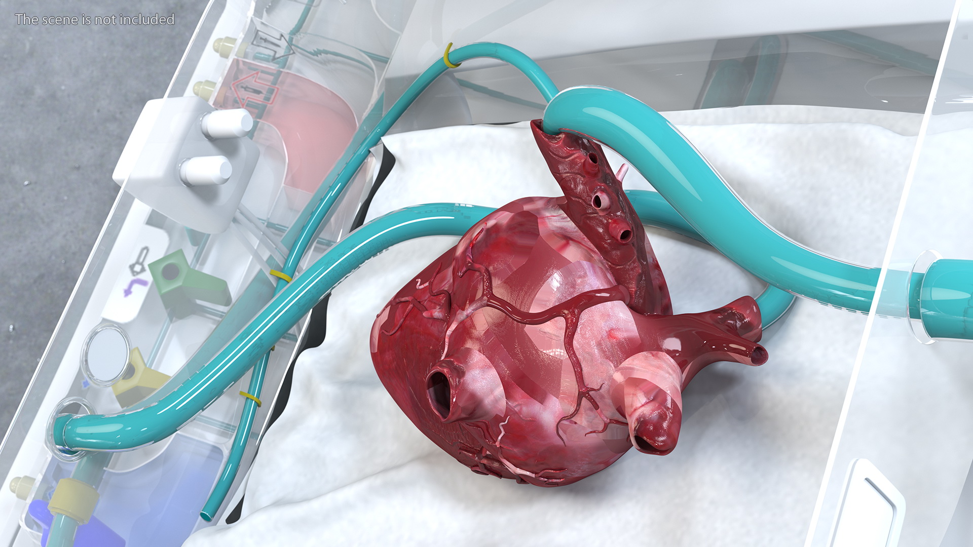 3D Organ Care System with Heart model