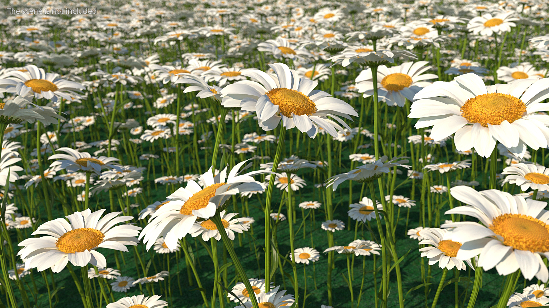 Leucanthemum Vulgare Flowers Set 3D