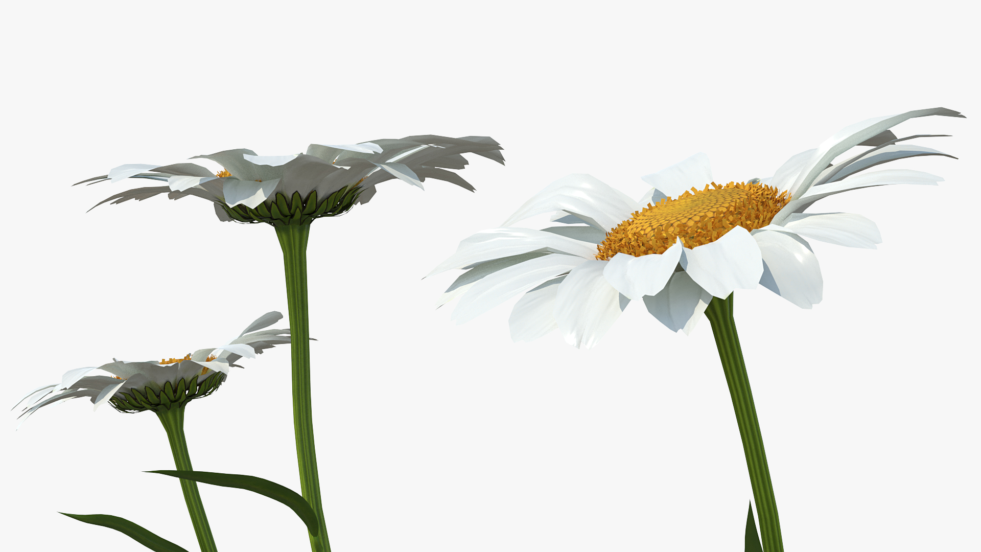 Leucanthemum Vulgare Flowers Set 3D