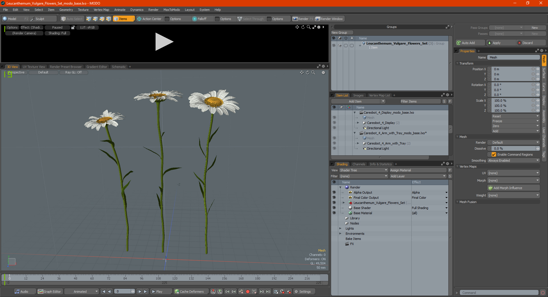 Leucanthemum Vulgare Flowers Set 3D