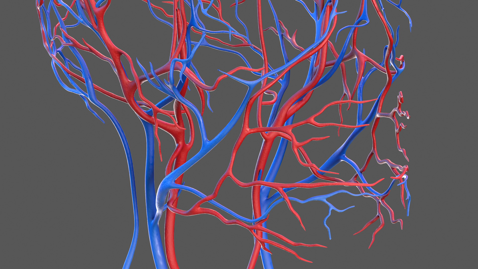 Human Head Cardiovascular System 3D