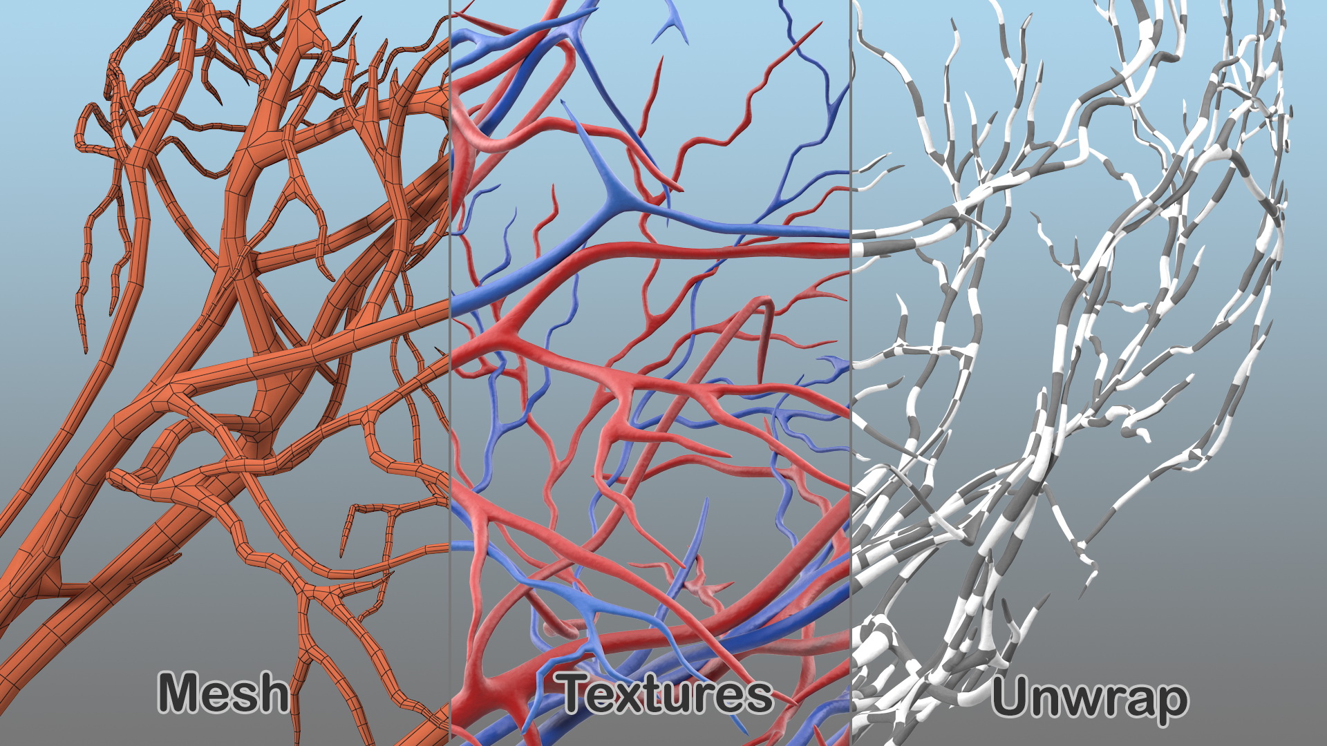 Human Head Cardiovascular System 3D